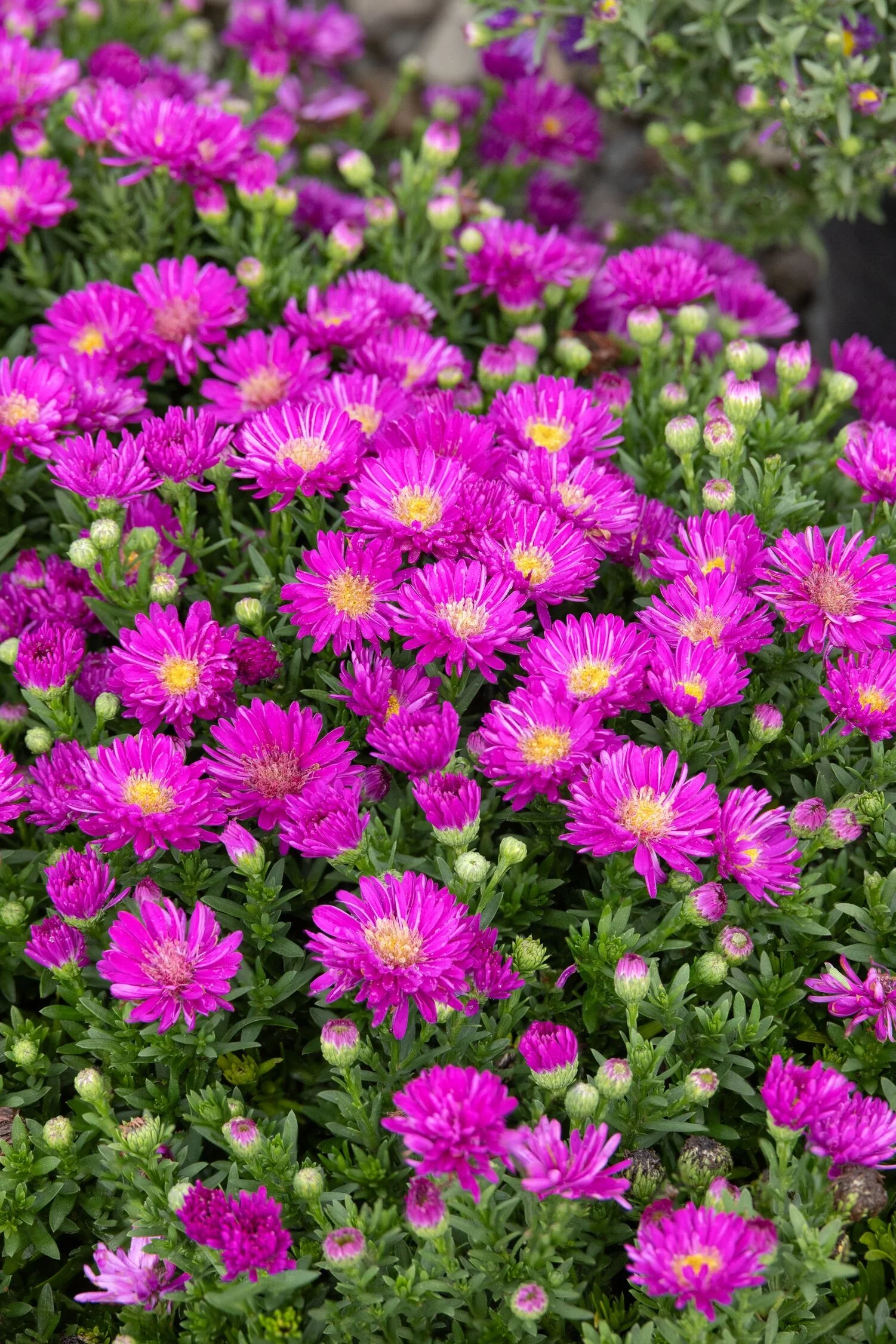 © Monrovia by Doreen Wynja