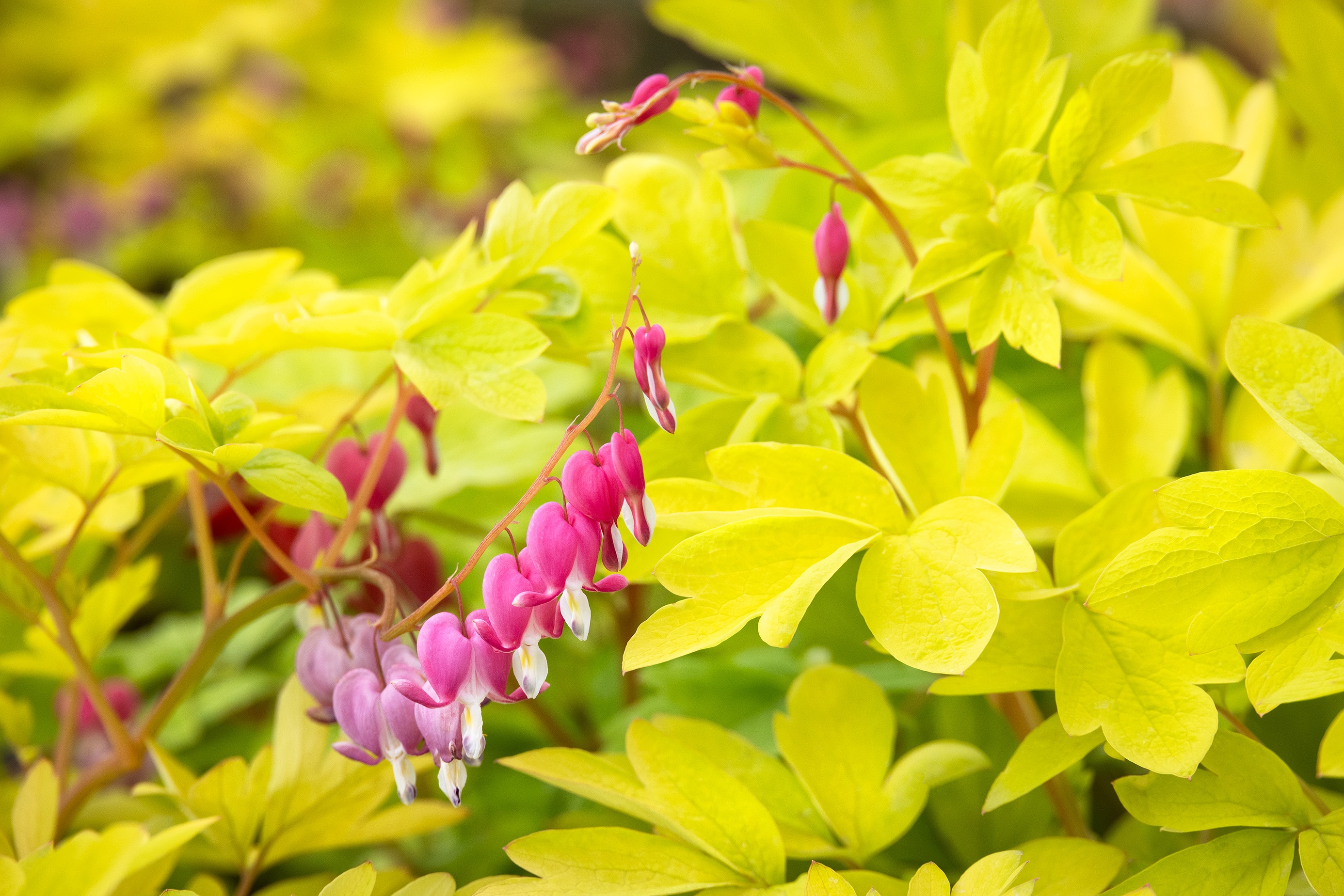 Goldilocks Bleeding Heart, Dicentra '17001BLP1', Monrovia Plant