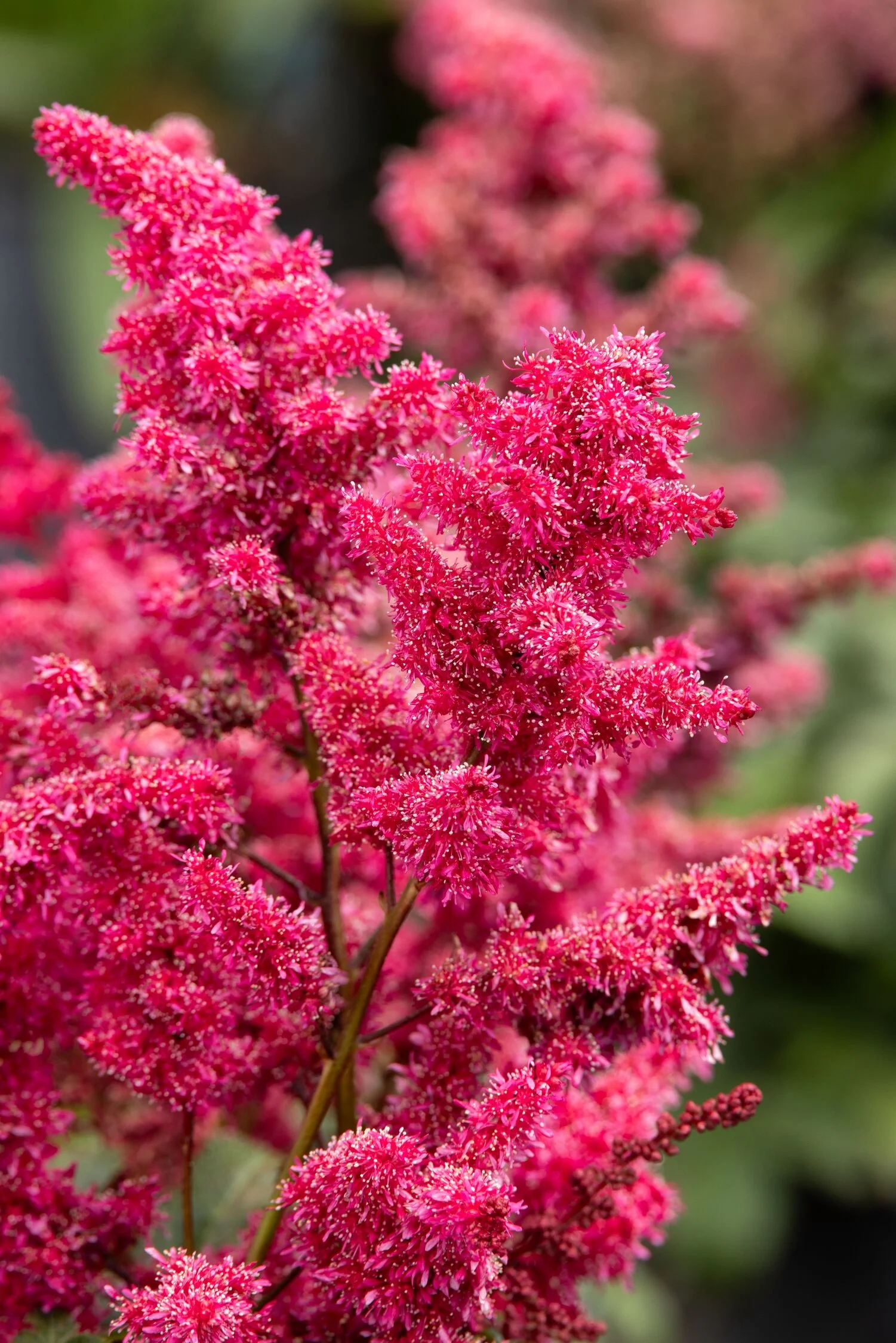 © Monrovia by Doreen Wynja