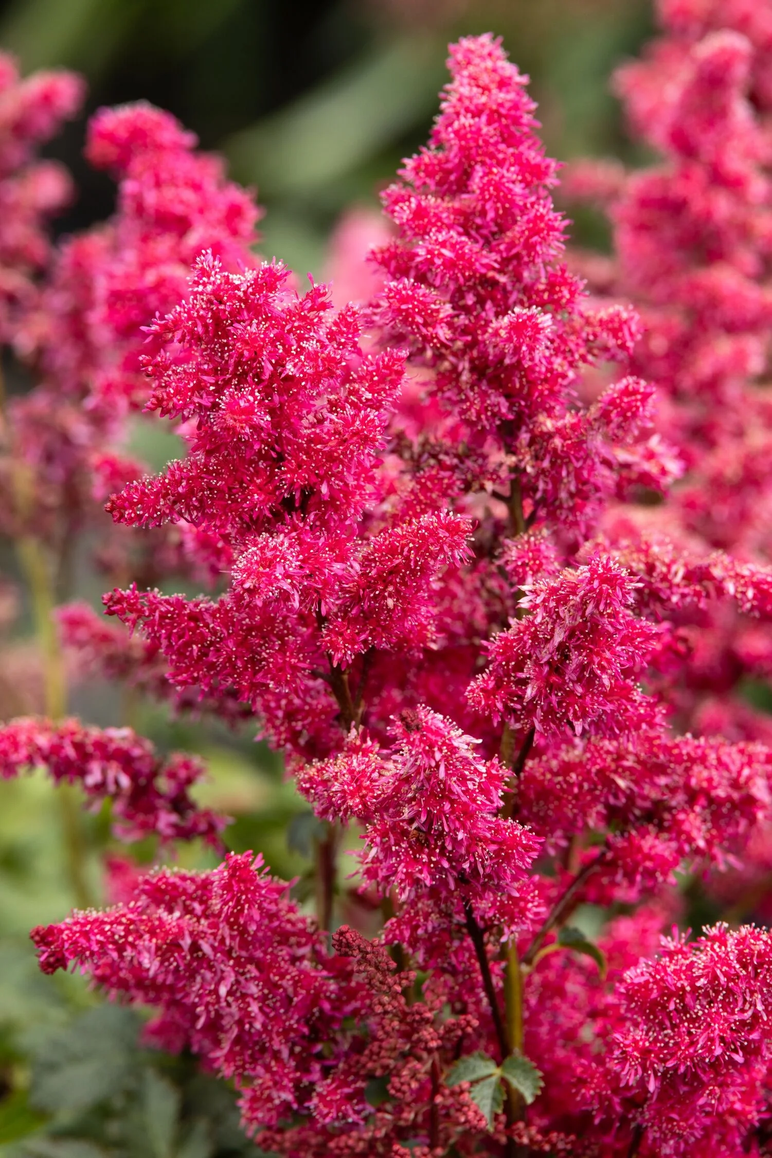 © Monrovia by Doreen Wynja