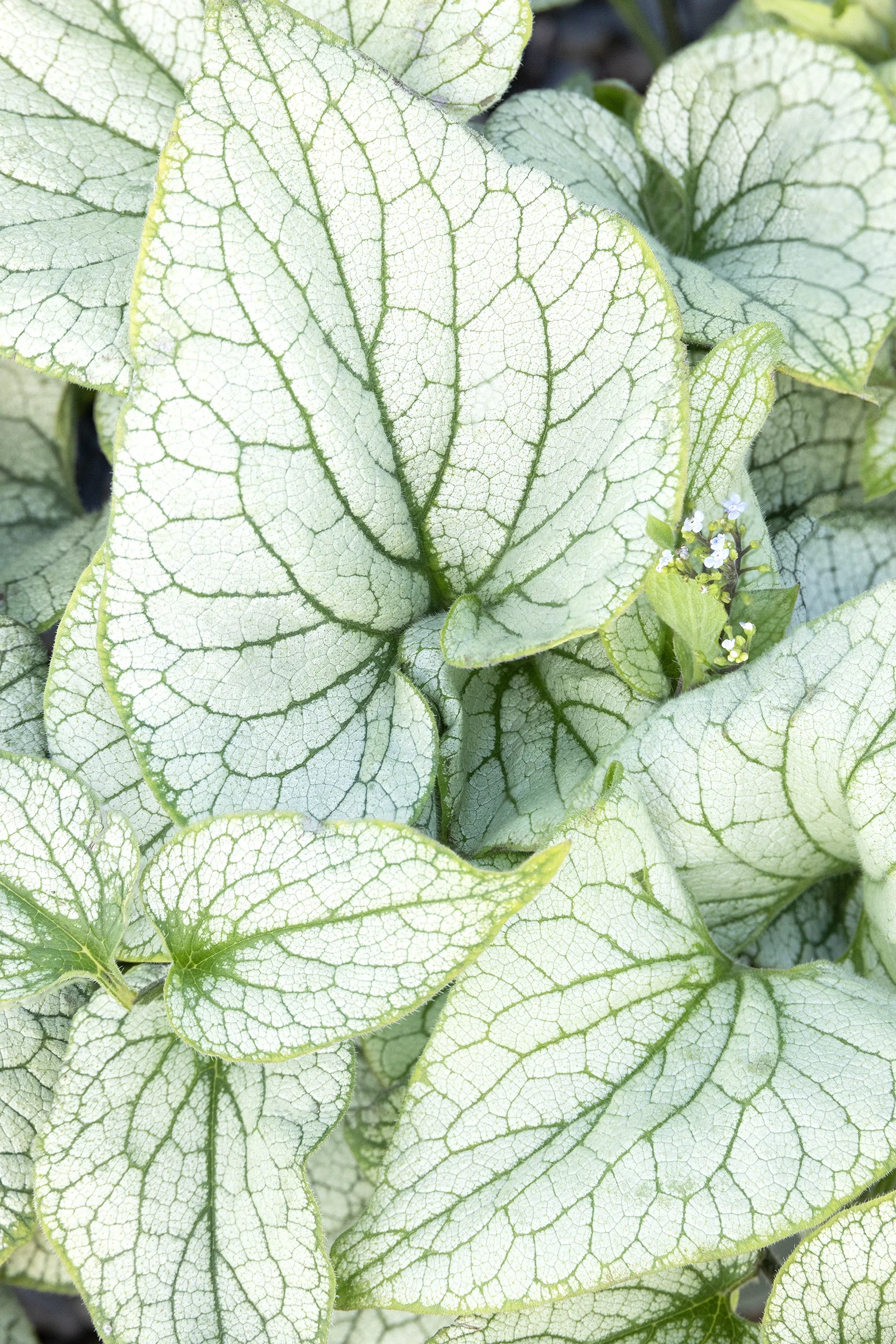 © Monrovia by Doreen Wynja