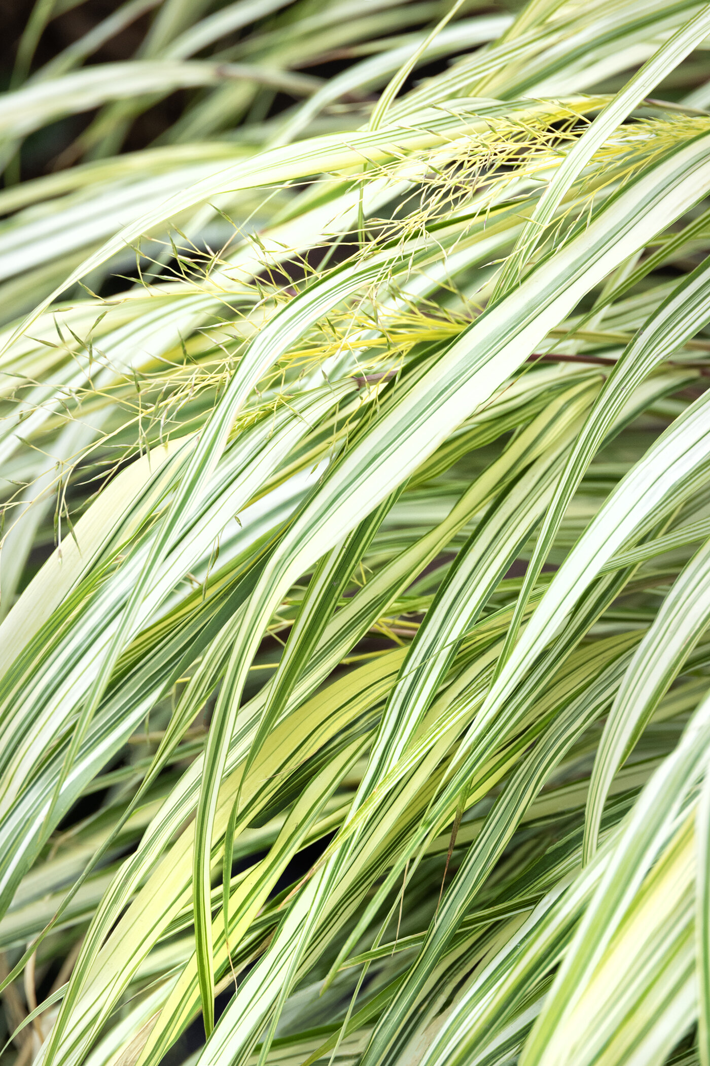 Lime Zest™ Japanese Forest Grass, Hakonechloa macra 'Hakbri2' PP