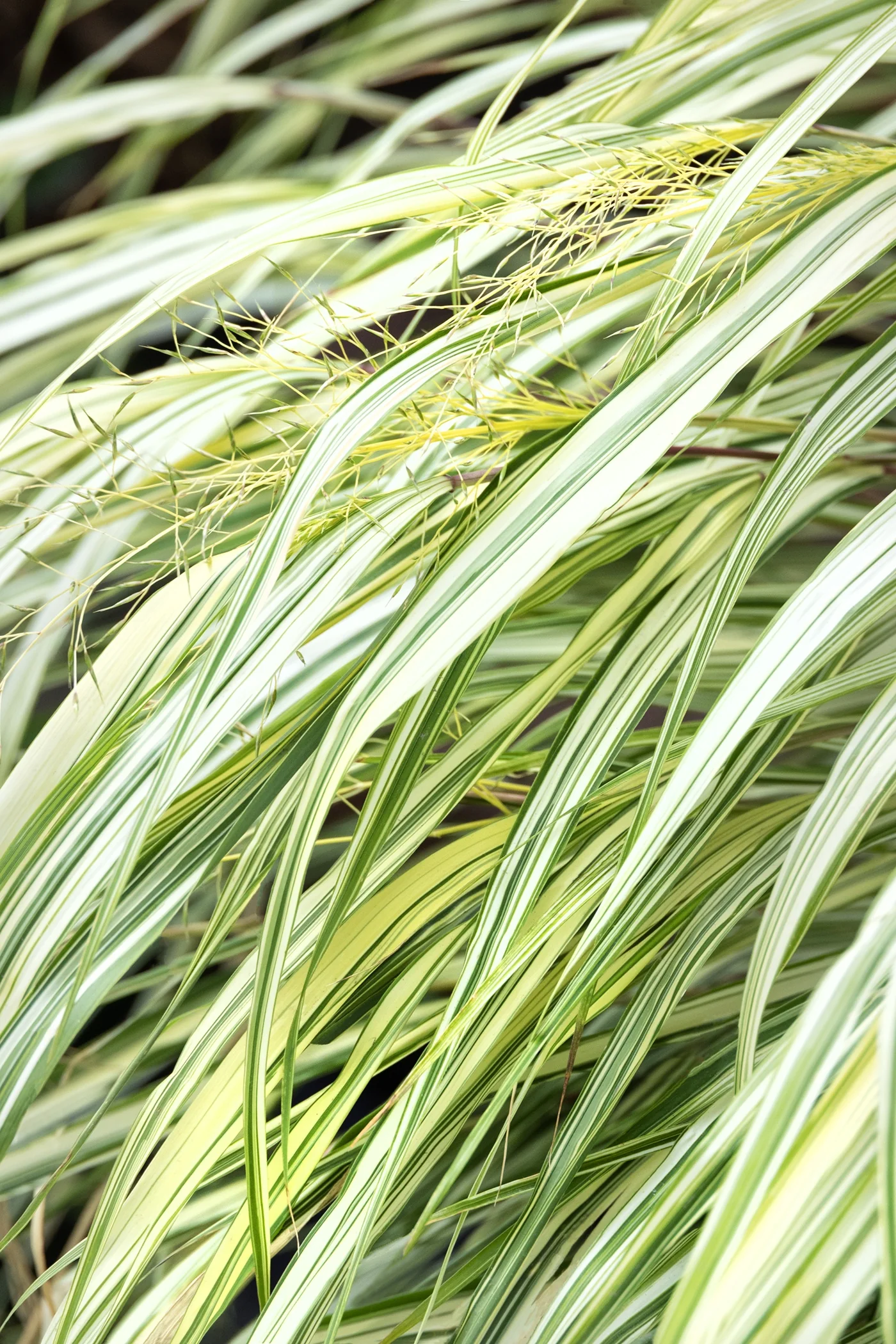 叶 Lime Zest™ Japanese Forest Grass, Hakonechloa macra 'Hakbri2' PP