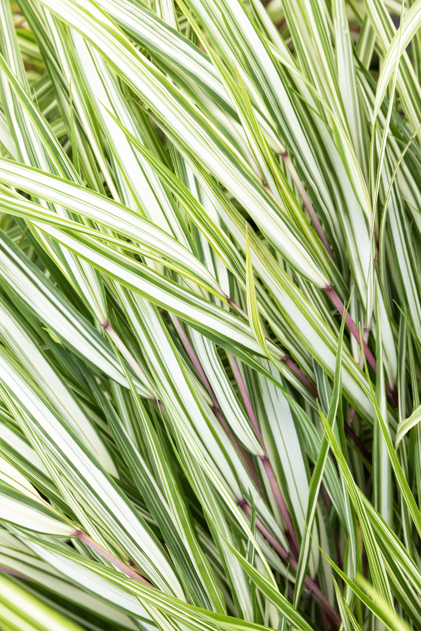 Lime Zest™ Japanese Forest Grass, Hakonechloa macra 'Hakbri2' PP