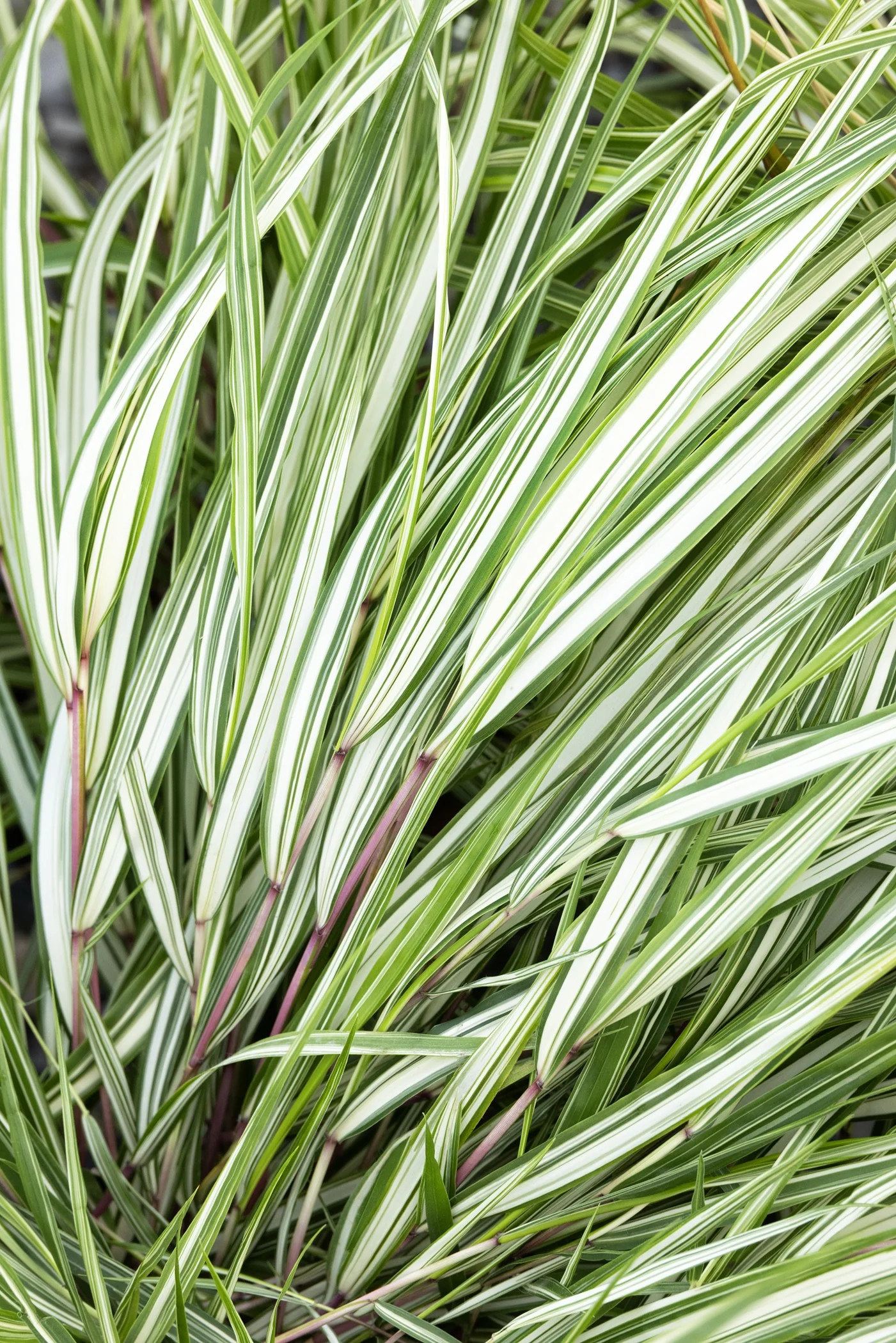 THE GRASS OF JUNE 30, 2002」日韓w杯記念 M3068 ZipZap™ – GCI Turf