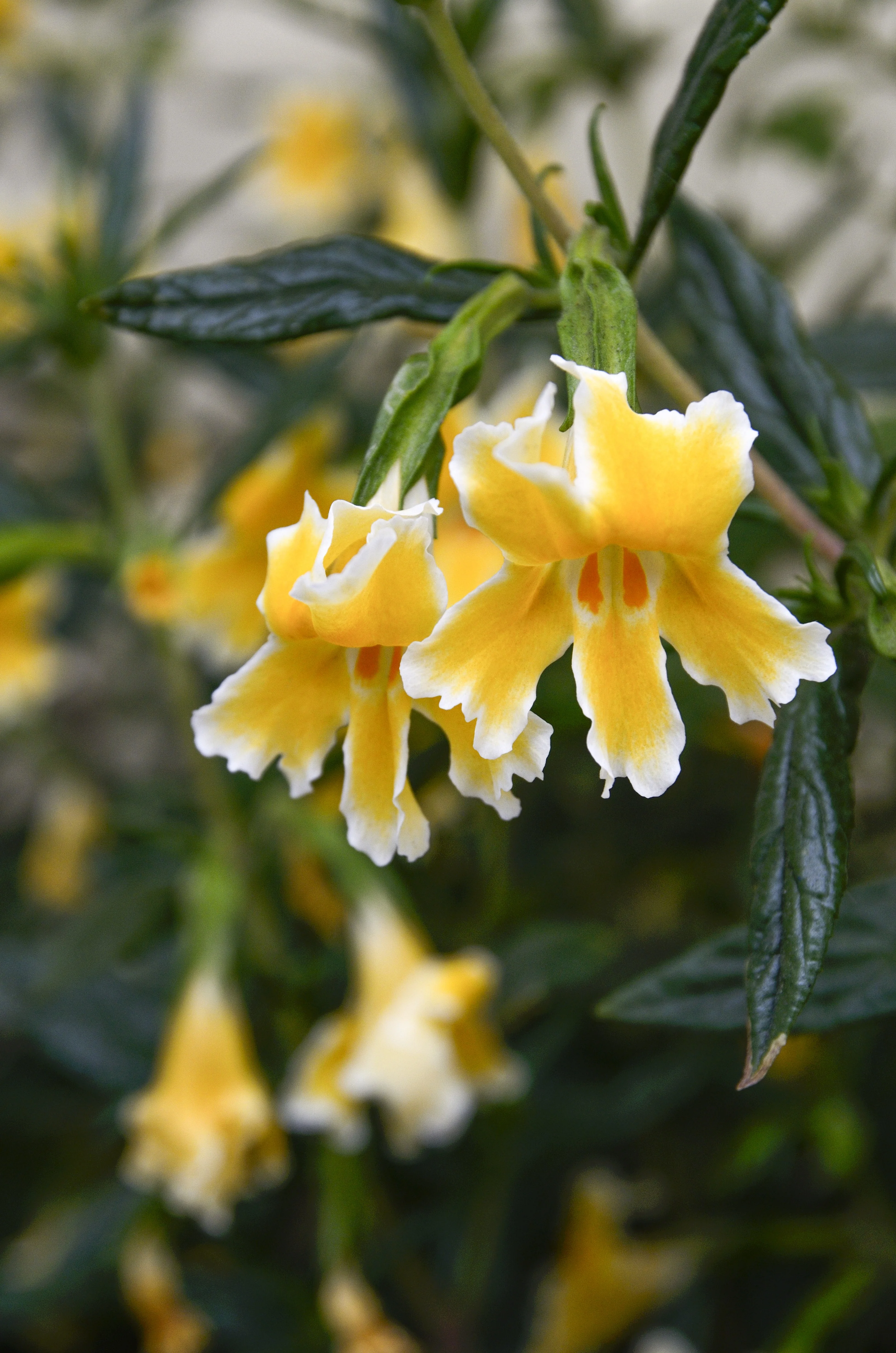 えれのあ Eleanor Monkeyflower, Mimulus 'Eleanor', Monrovia Plant