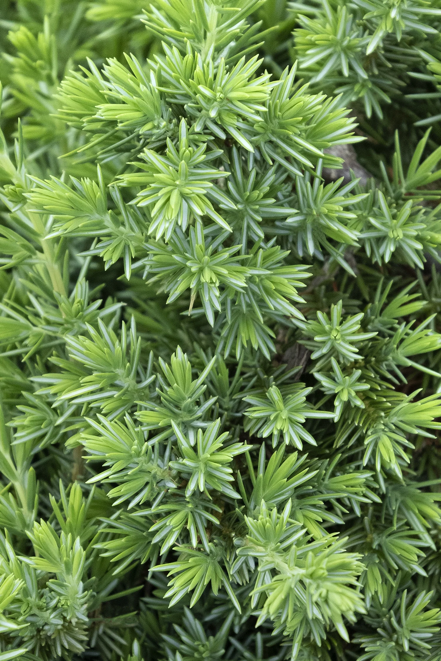 ©Monrovia by Doreen Wynja 