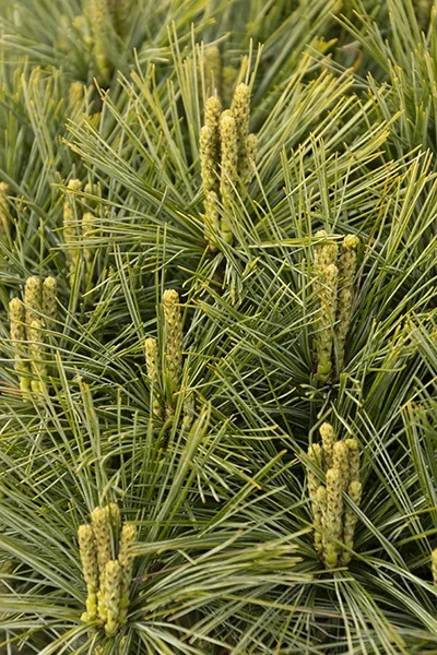 © Monrovia by Doreen Wynja