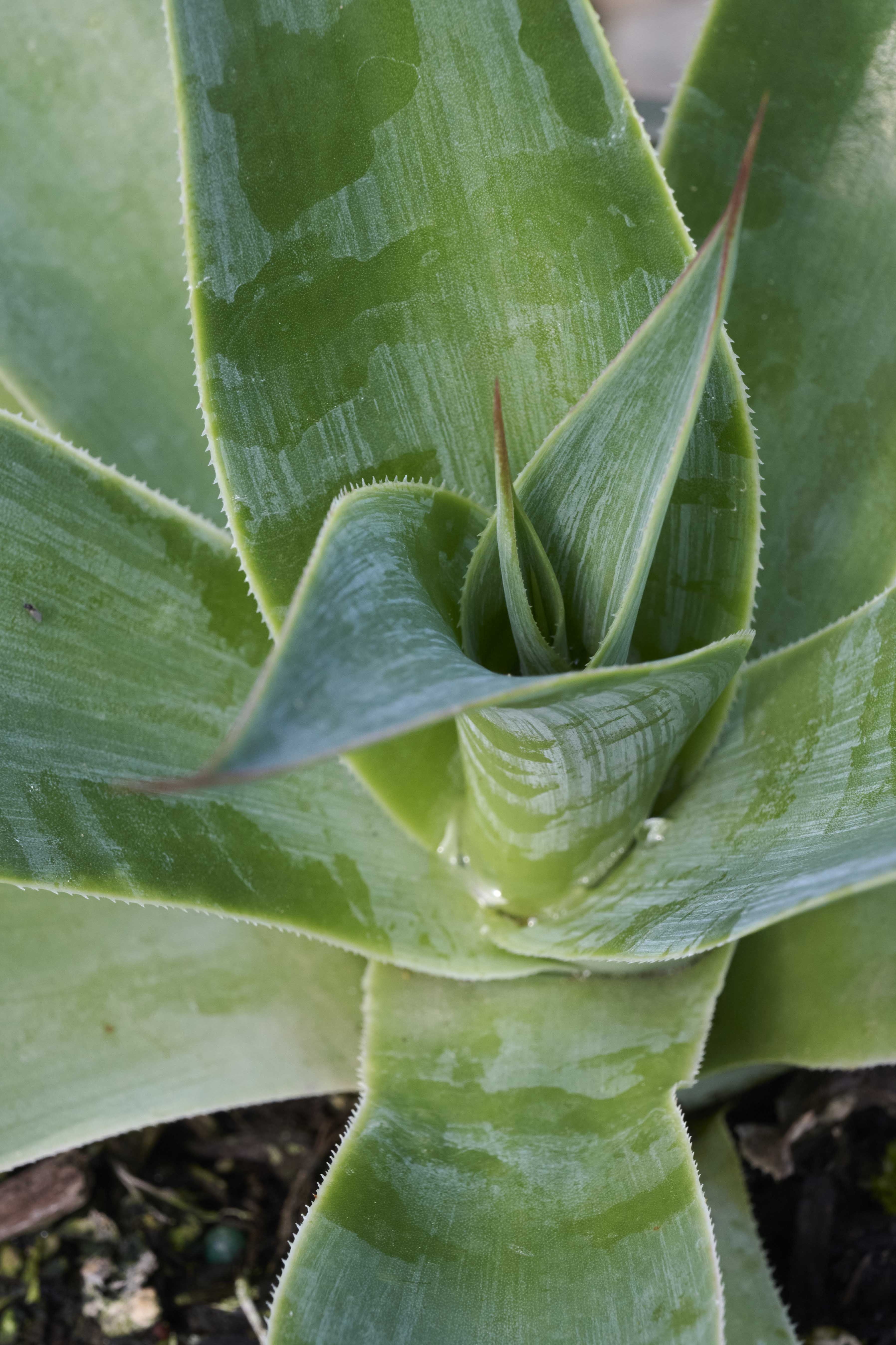 Blue Flame Agave, Agave 'Blue Flame', Monrovia Plant
