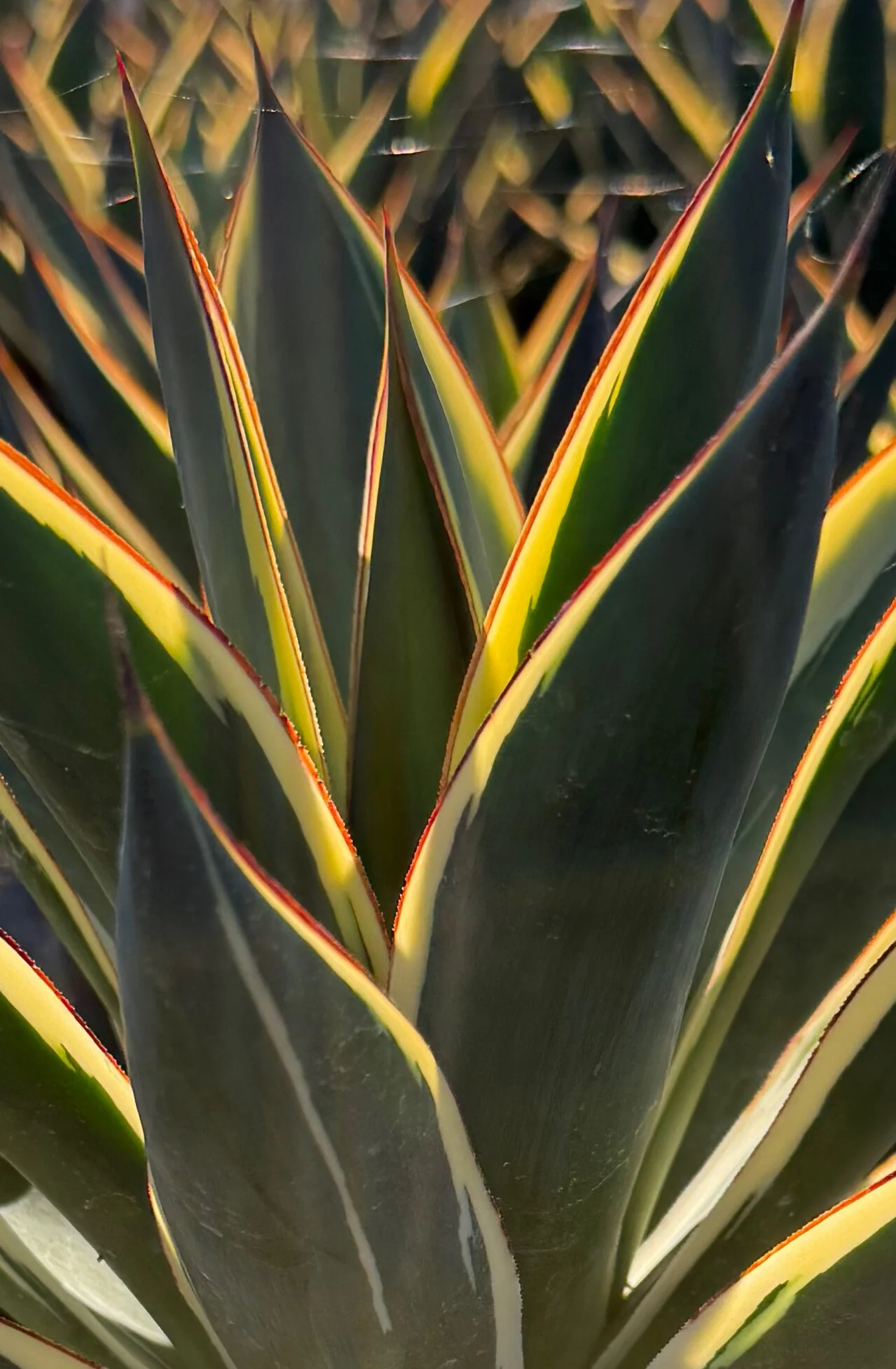 California Glow Agave, Agave 'California Glow', Monrovia Plant