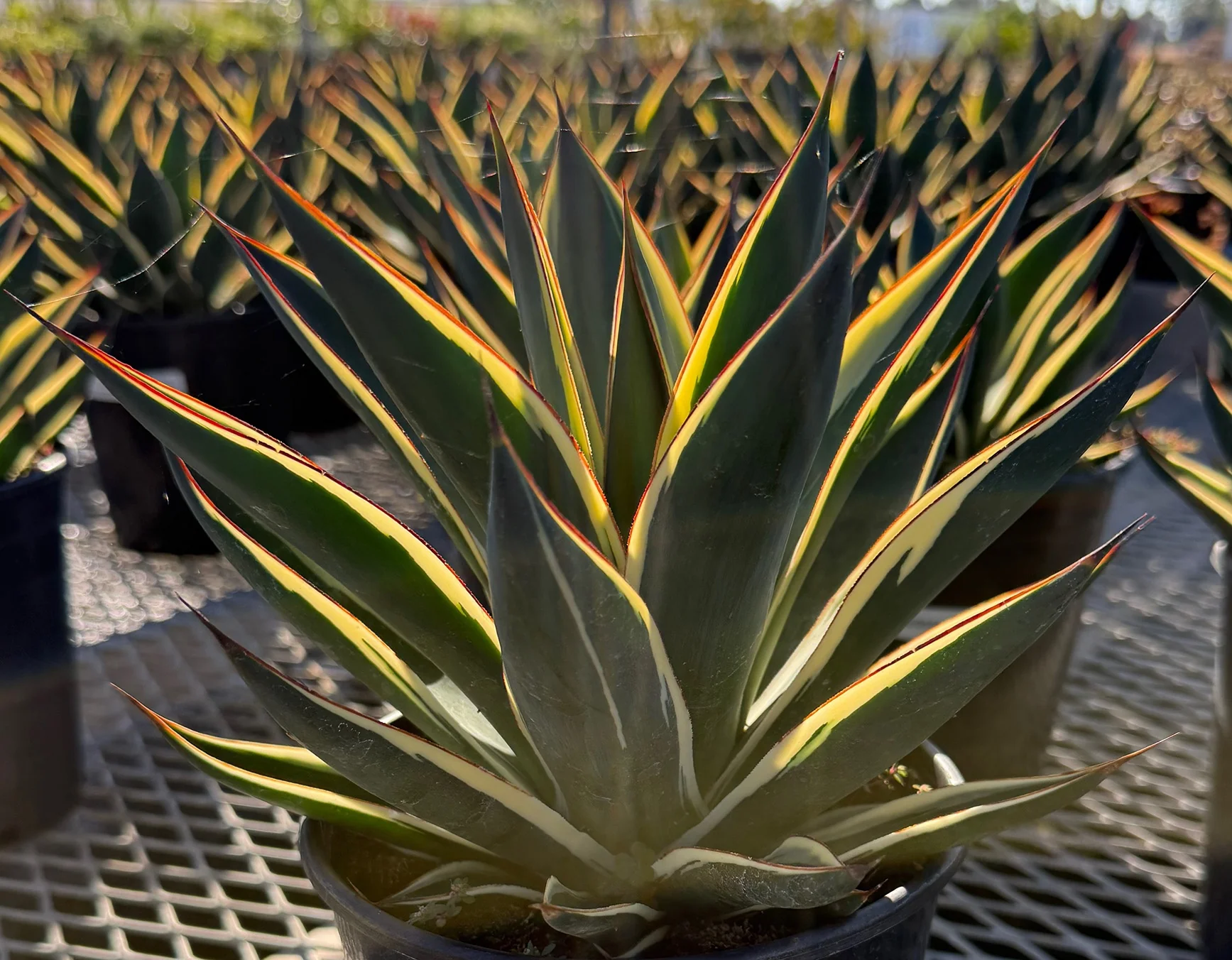アガベ Agave ' Glow' 267 アガベ Agave ' Glow' 267 California Glow Agave, Agave 'California