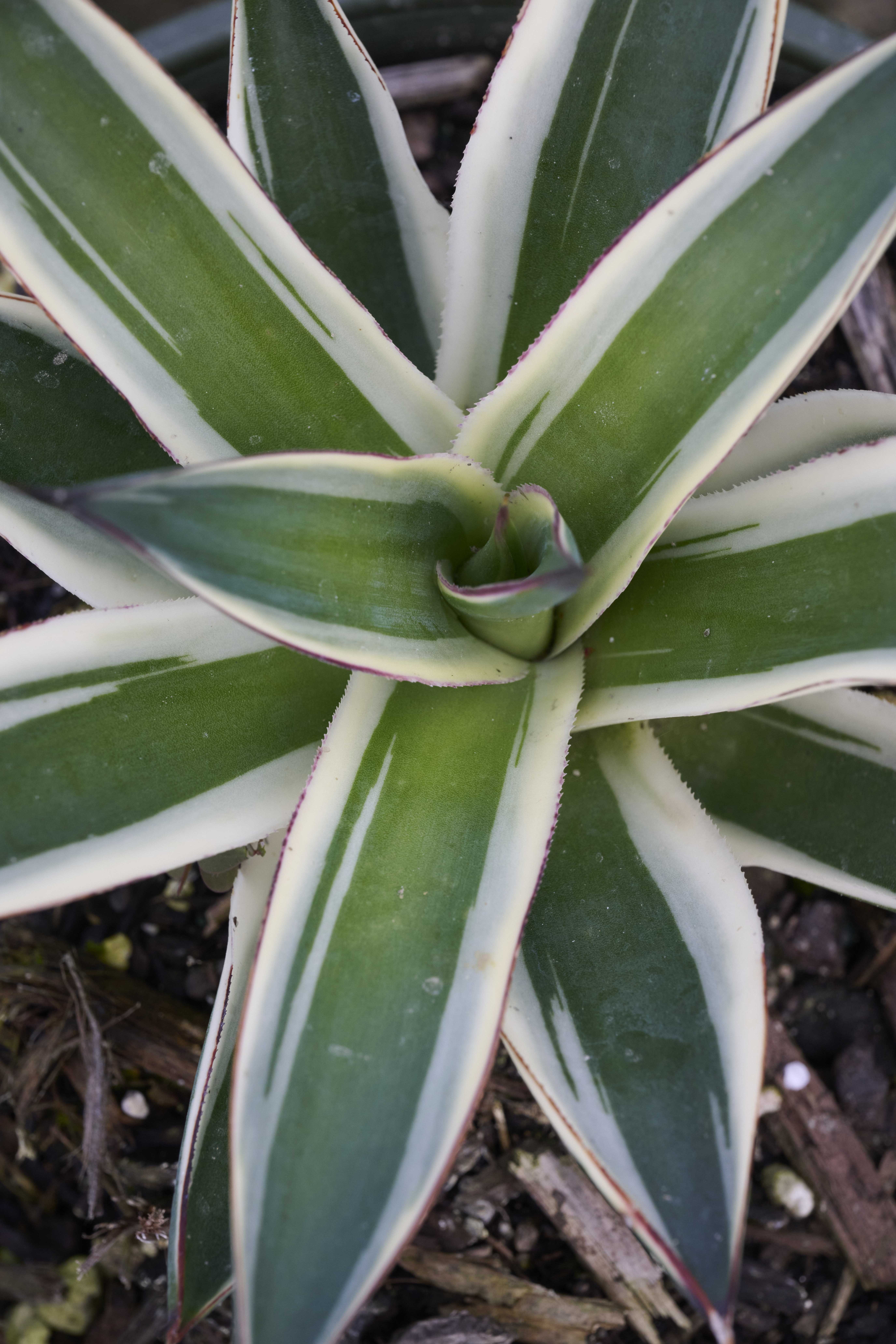 California Glow Agave, Agave 'California Glow', Monrovia Plant