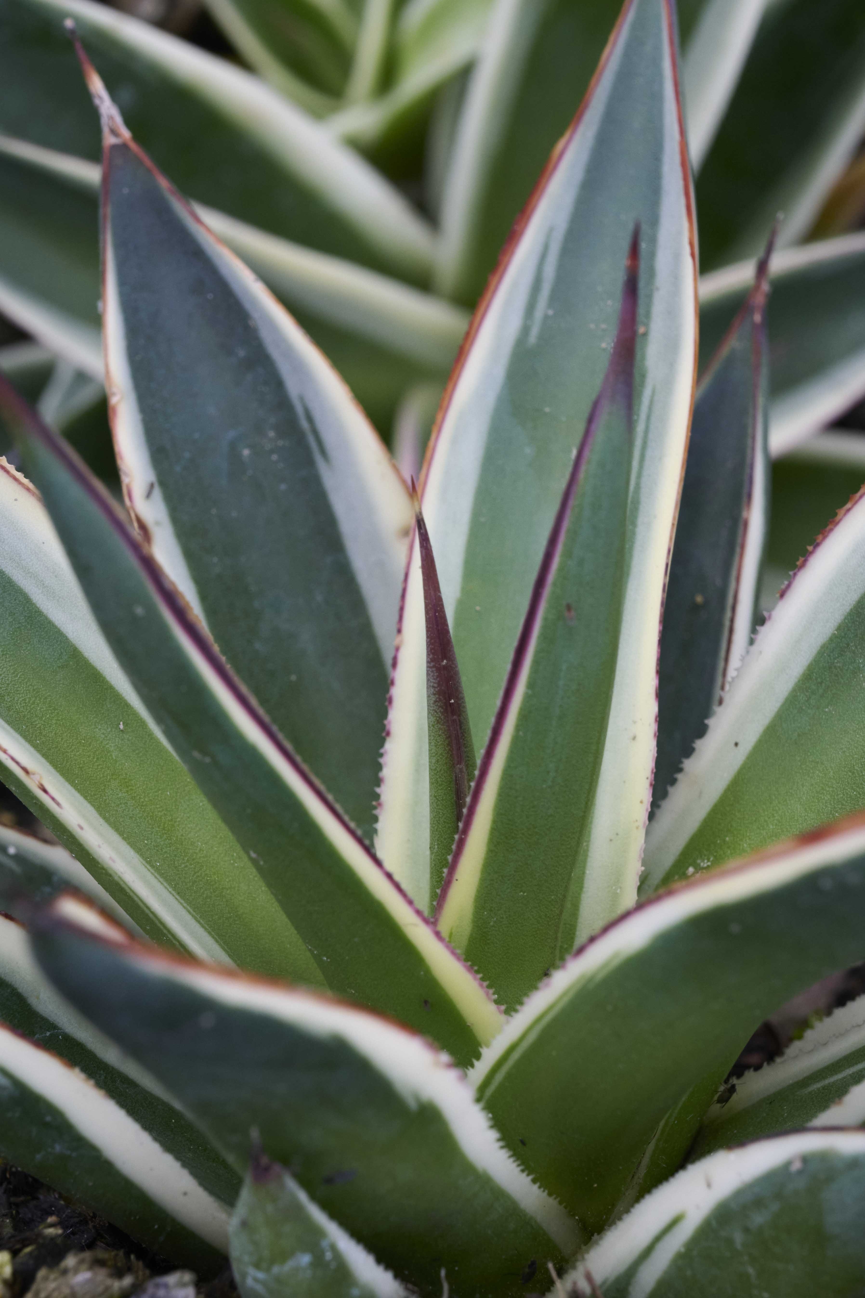 California Glow Agave, Agave 'California Glow', Monrovia Plant