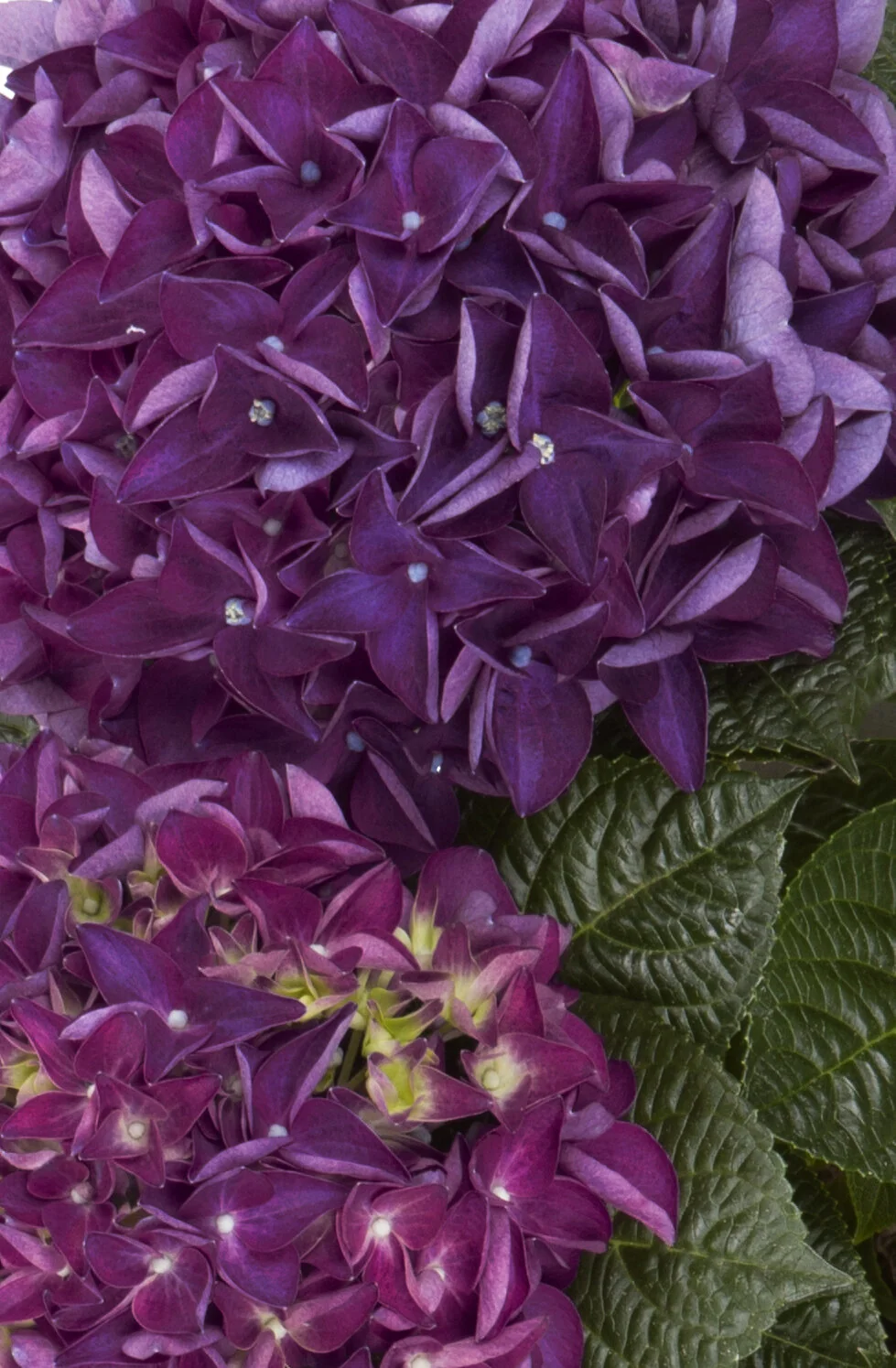 Hi™ Flame Hydrangea, Hydrangea macrophylla 'Flame', Monrovia Plant
