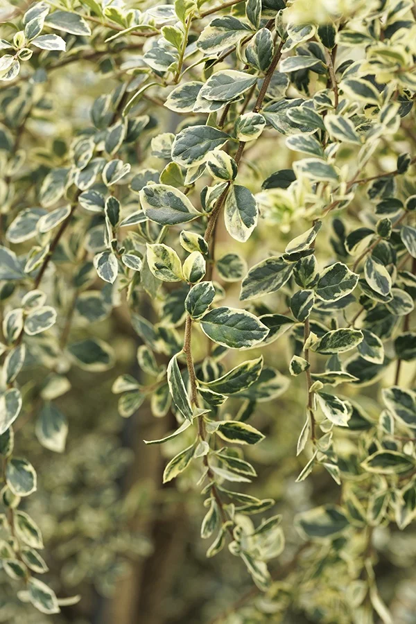 ©Monrovia, by Doreen Wynja