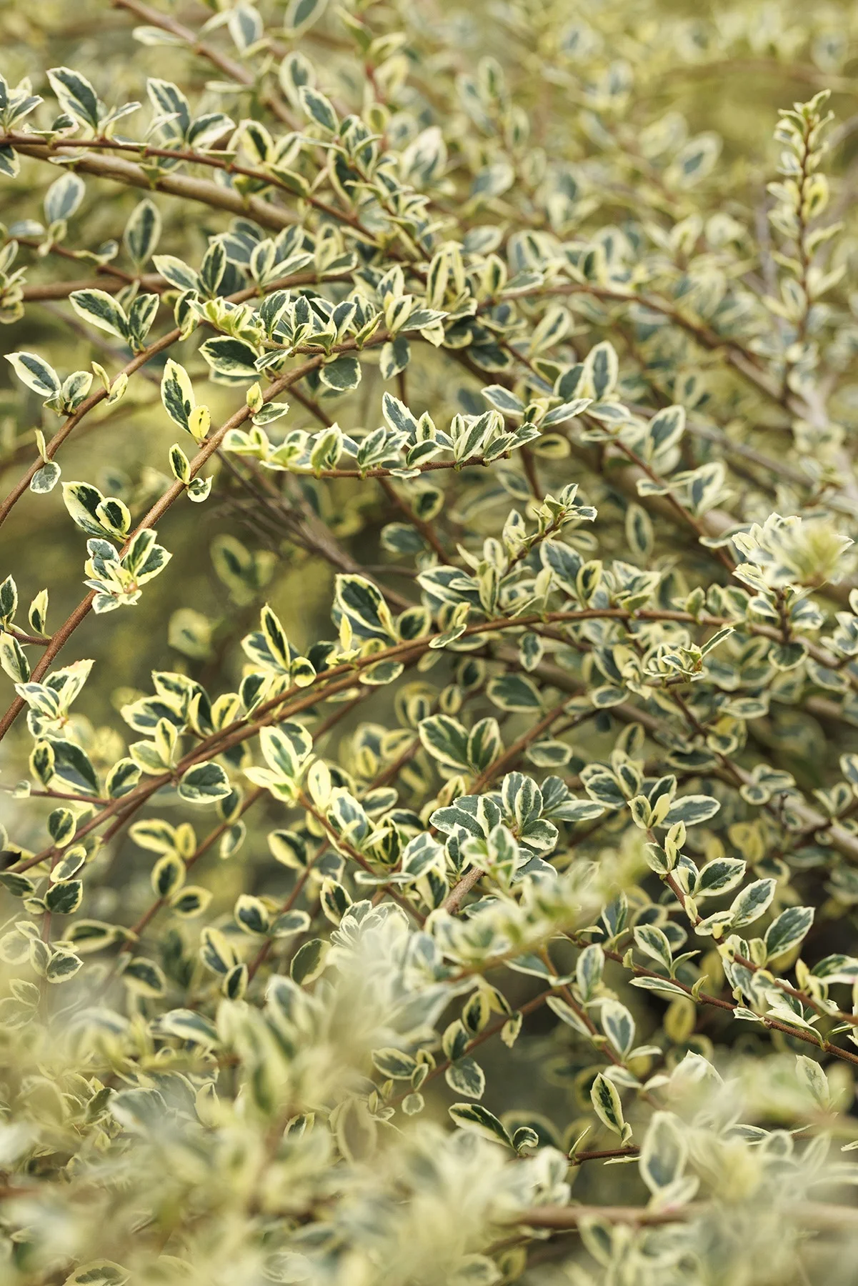 © Monrovia by Doreen Wynja