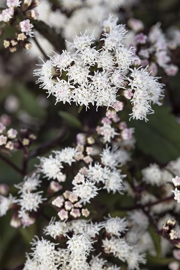 ©Monrovia, by Doreen Wynja