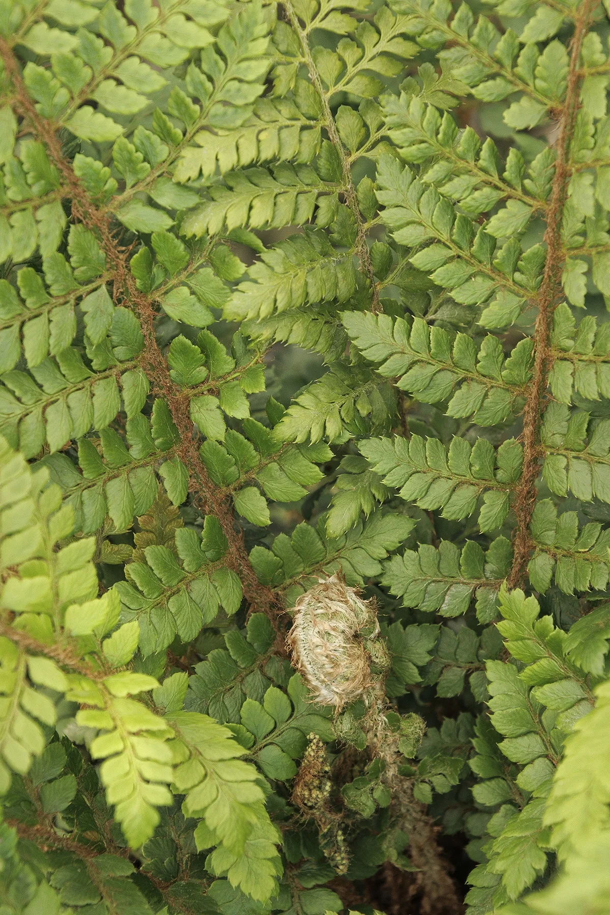 © Monrovia by Doreen Wynja