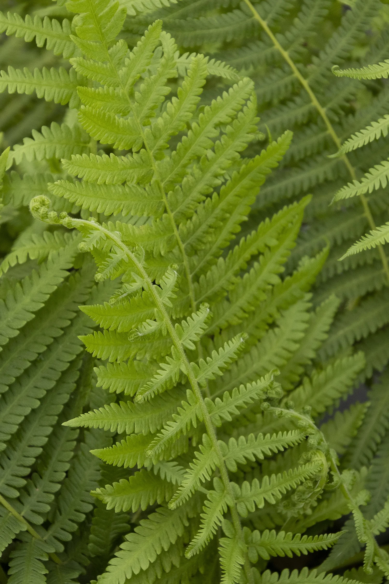 ©Monrovia by Doreen Wynja 