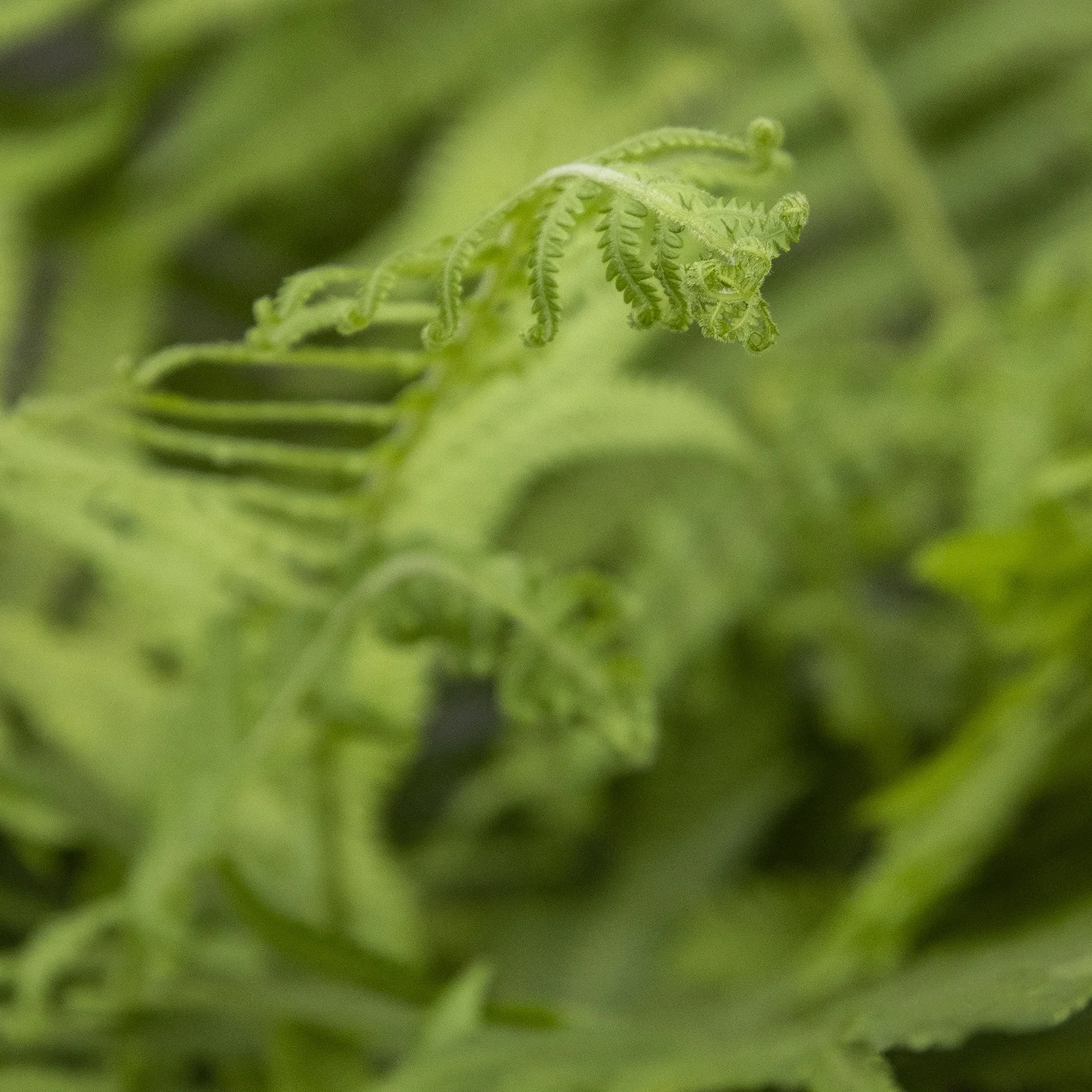 ©Monrovia by Doreen Wynja 