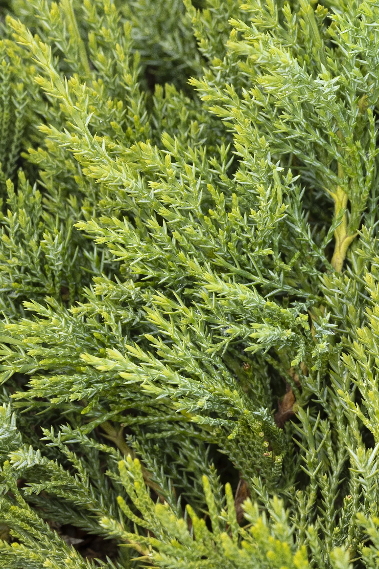 ©Monrovia by Doreen Wynja 