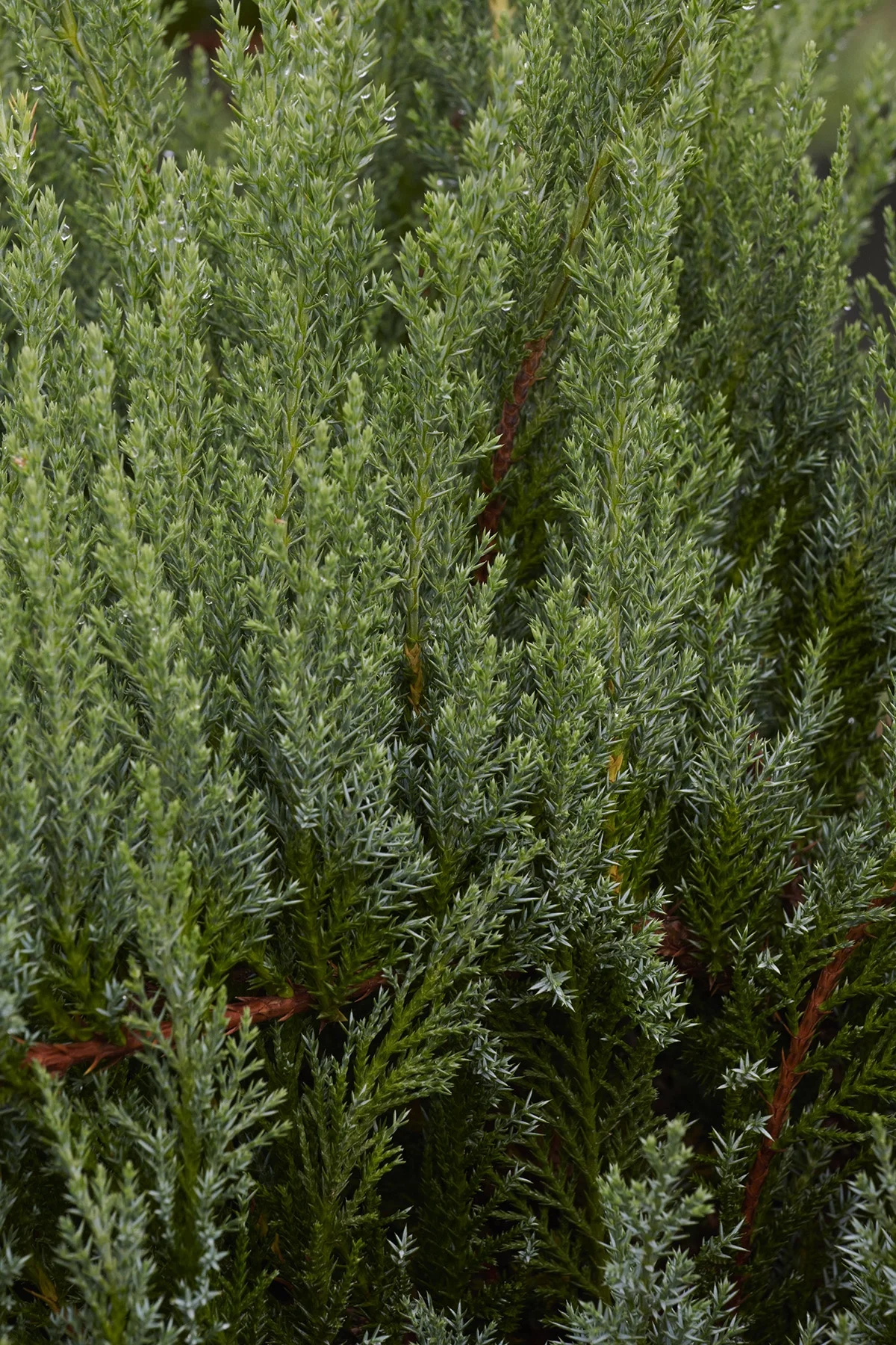 © Monrovia by Brandon Friend-Solis
