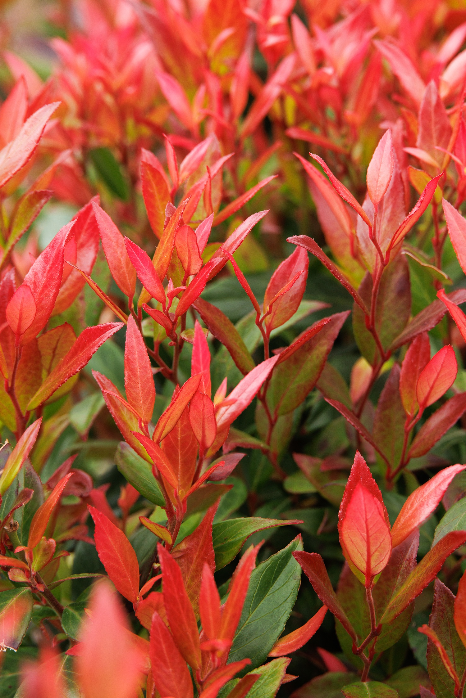 Leafscape™ Little Flames Leucothoe, Monrovia Plant
