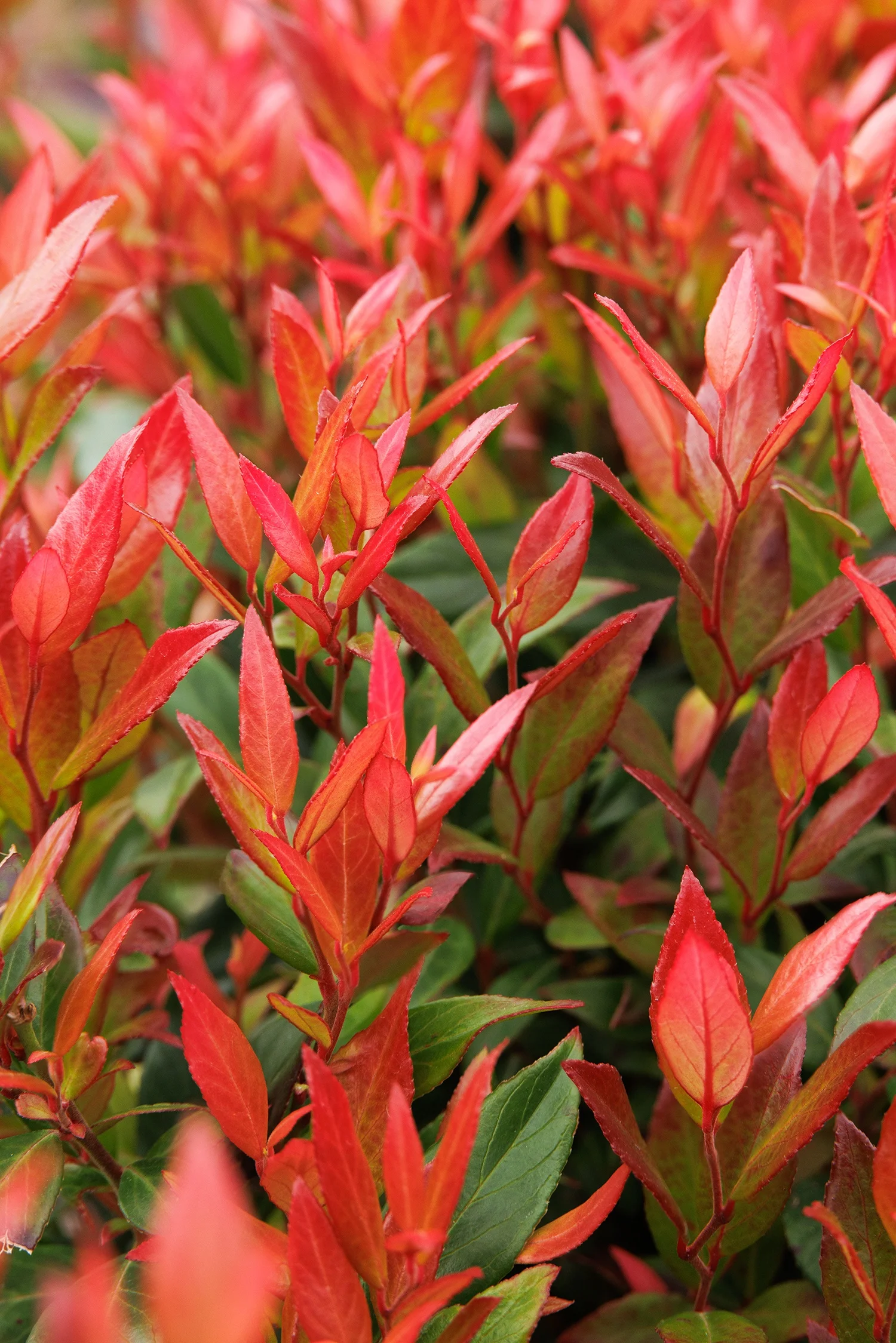 ©Monrovia by Doreen Wynja