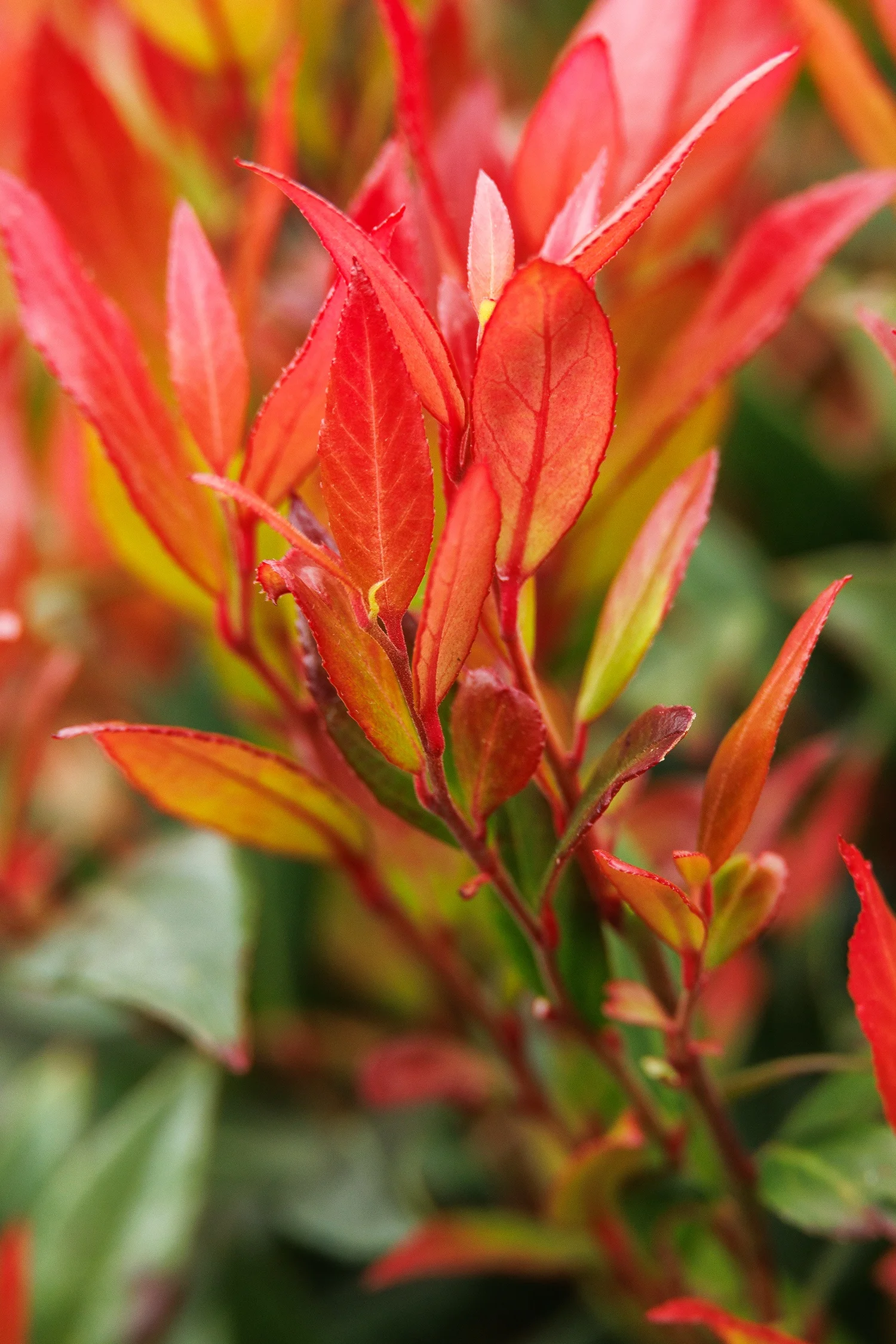 ©Monrovia by Doreen Wynja