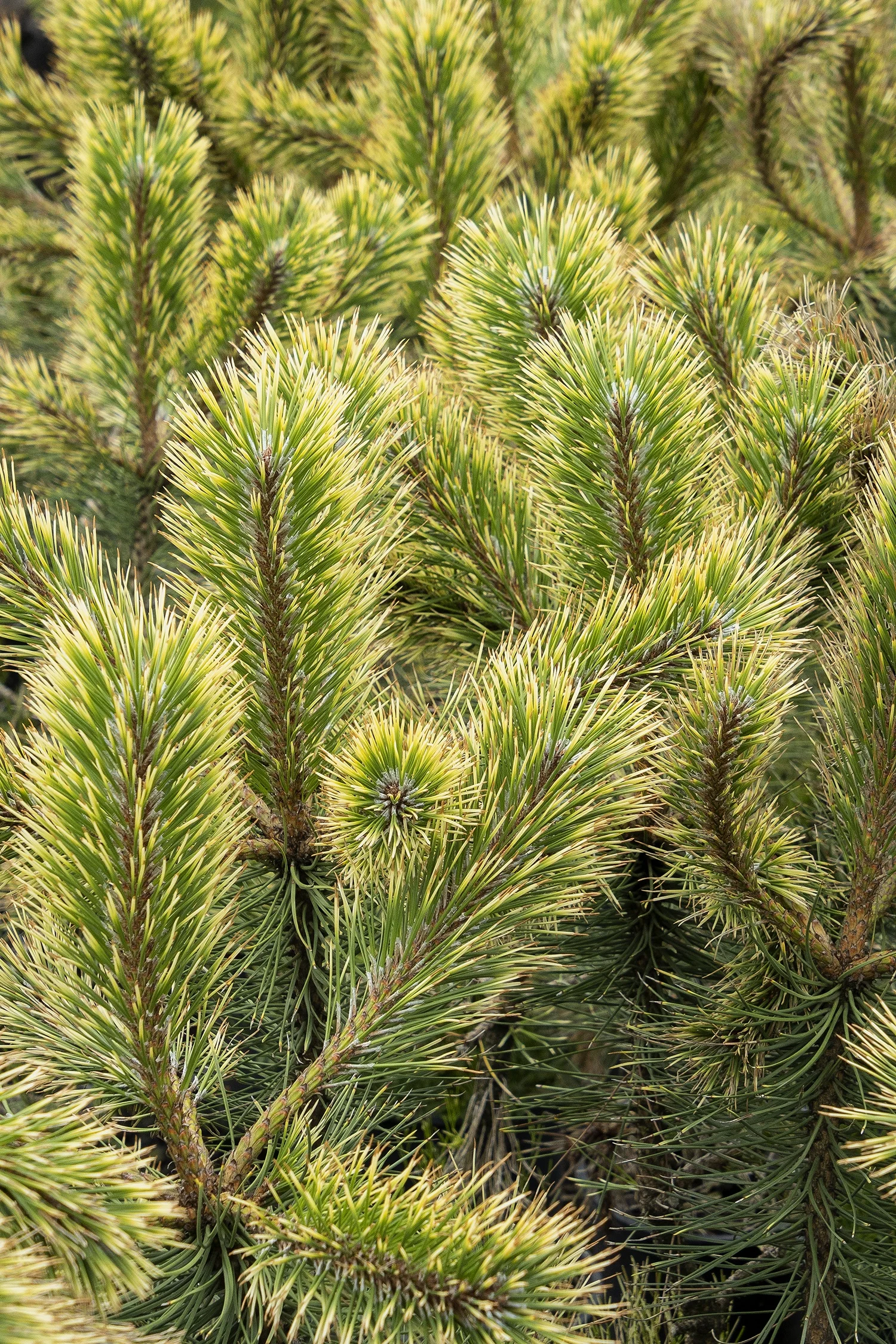 ©Monrovia by Doreen Wynja