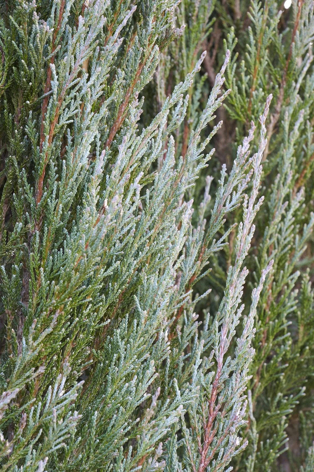 © Monrovia by Brandon Friend-Solis
