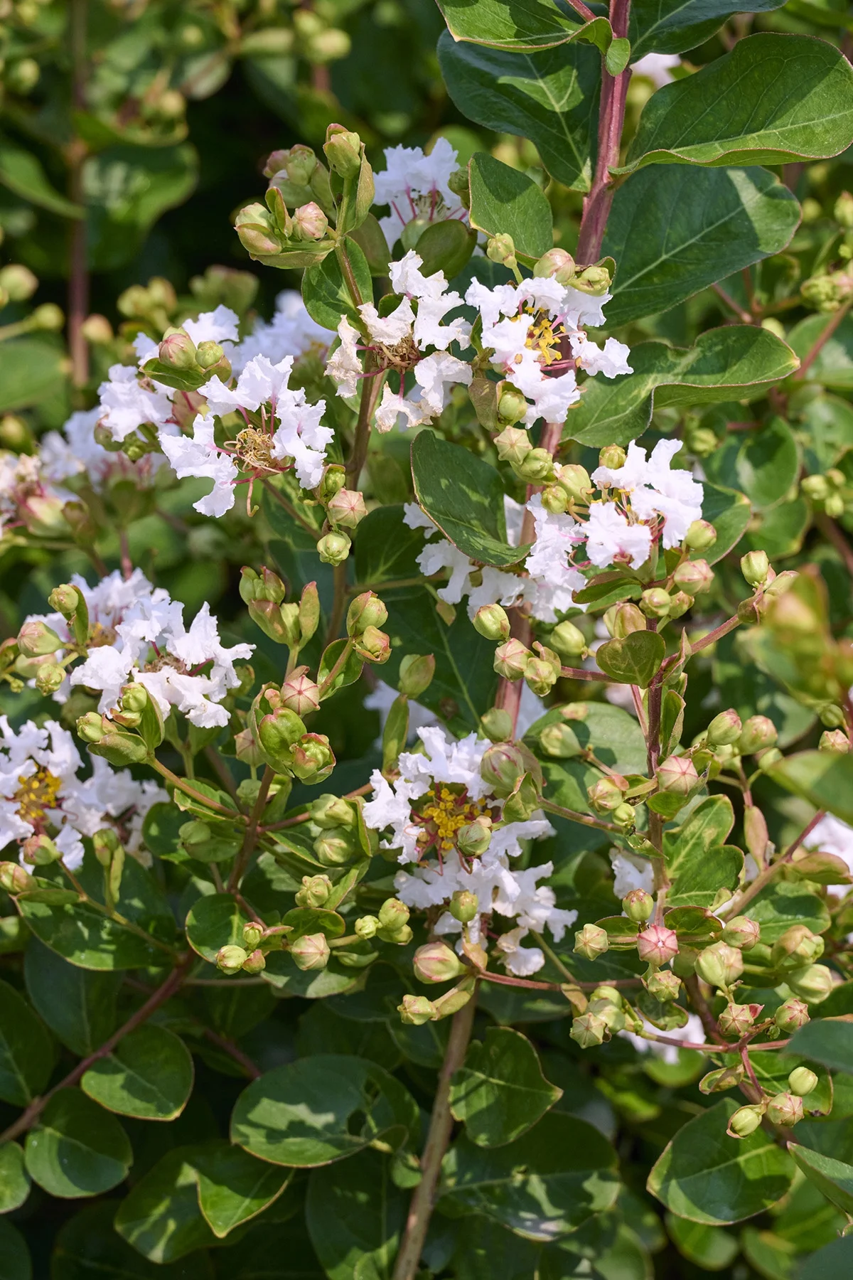 © Monrovia by Brandon Friend-Solis
