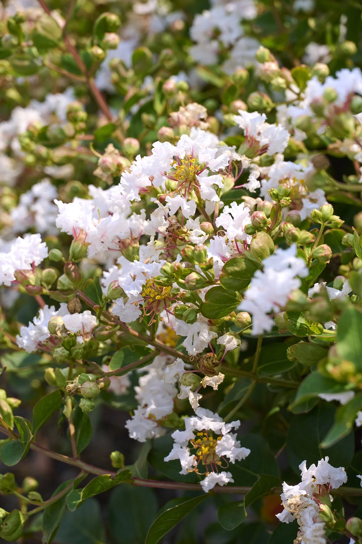 © Monrovia by Brandon Friend-Solis
