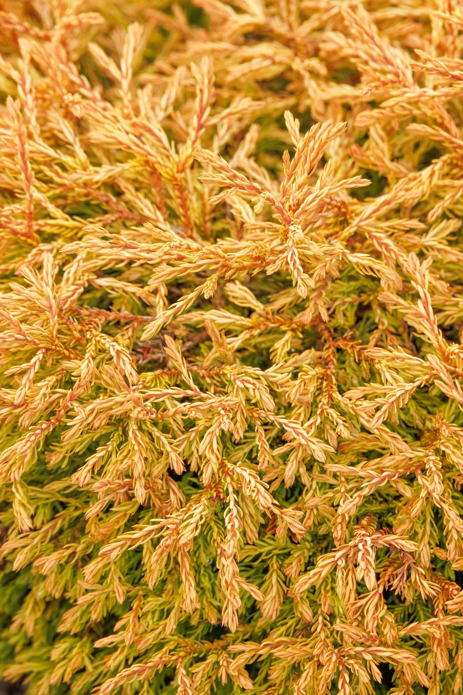 © Monrovia by Doreen Wynja