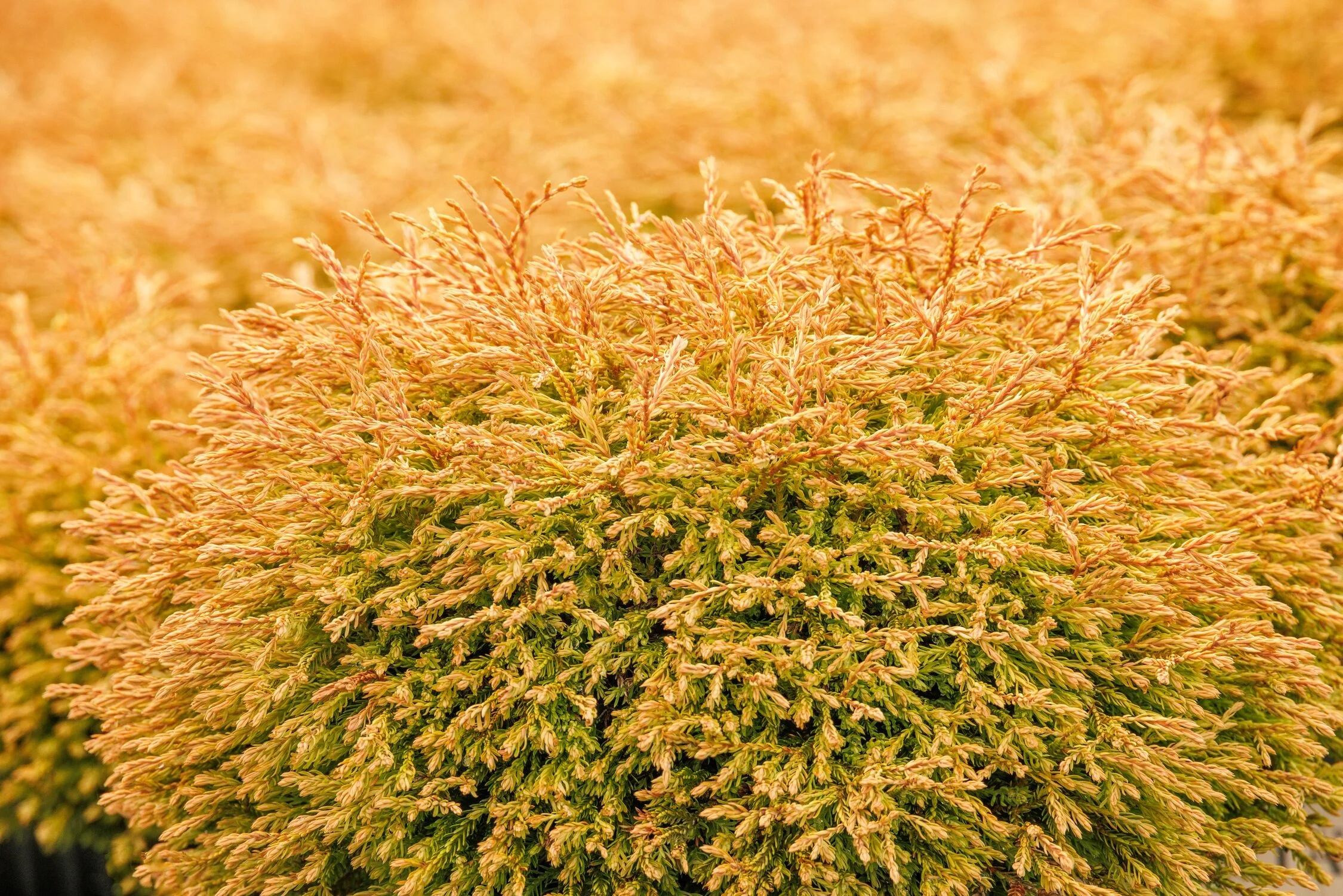 © Monrovia by Doreen Wynja