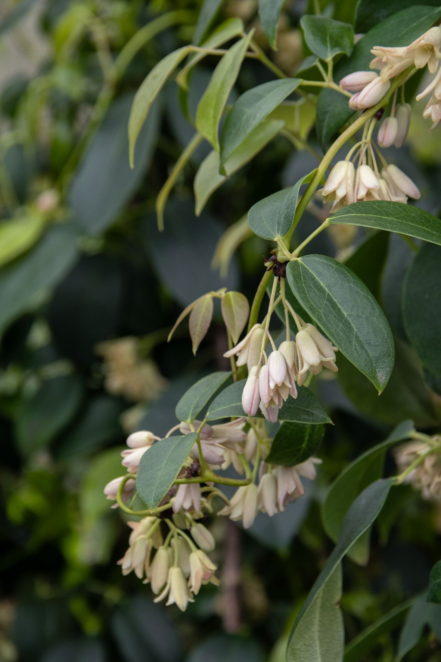 Cathedral Gem Sausage Vine, Holboellia coriacea 'Cathedral Gem'