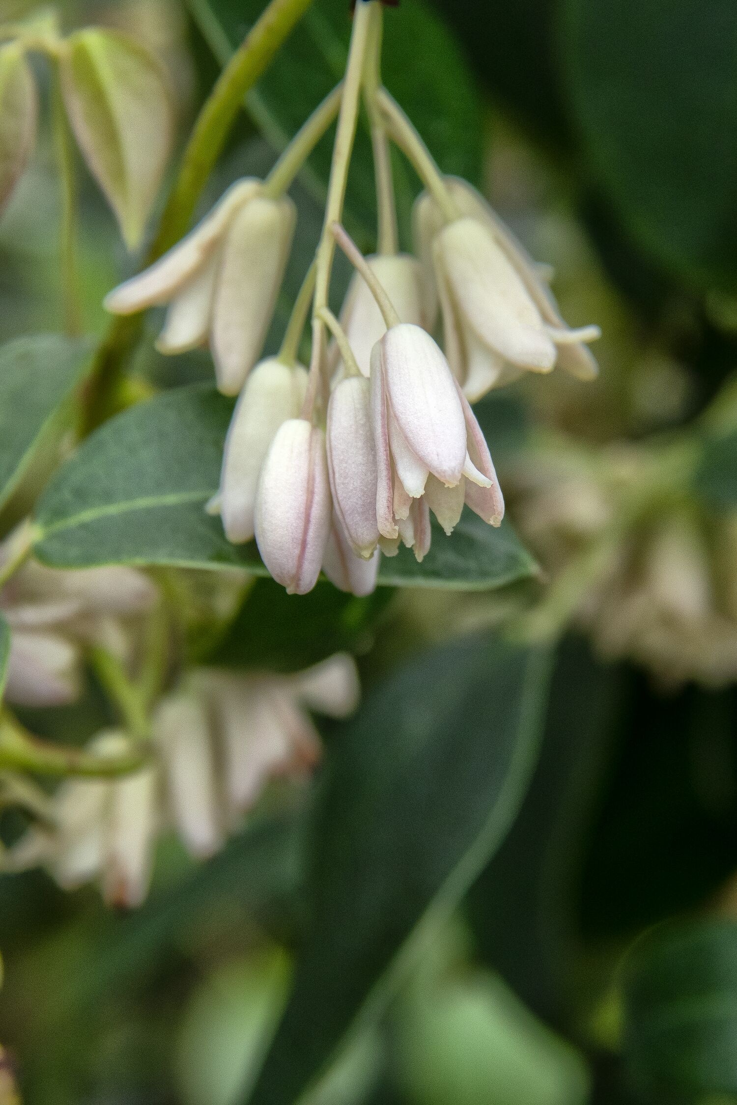 Cathedral Gem Sausage Vine, Holboellia coriacea 'Cathedral Gem'
