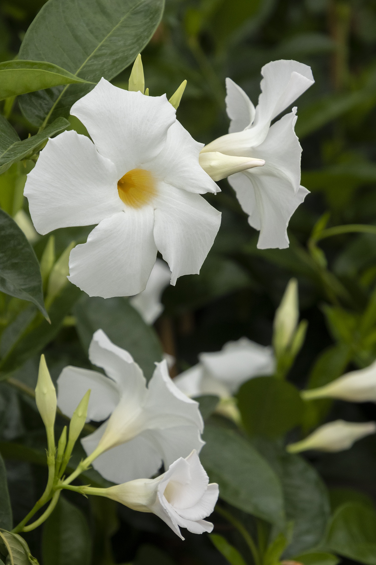Sun Parasol® Giant White Mandevilla, Mandevilla x 'Sunmandeho'