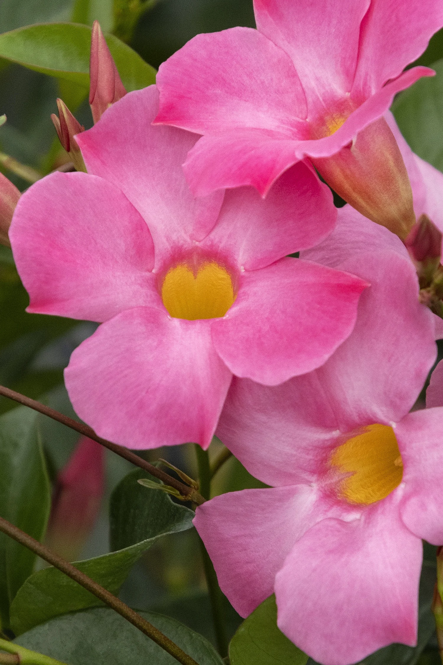 Sun Parasol® Pretty Pink Mandevilla, Monrovia Plant
