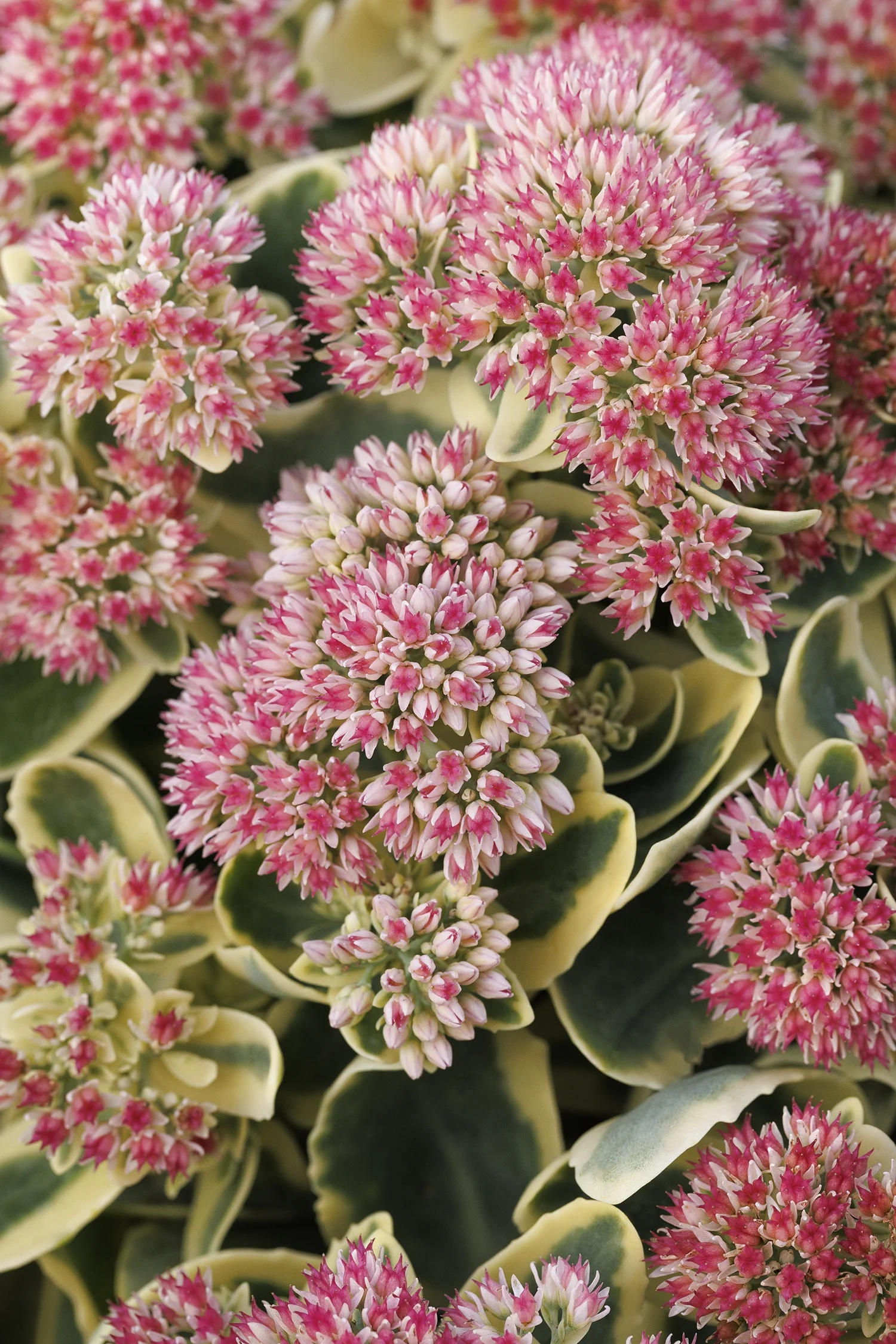 © Monrovia by Doreen Wynja