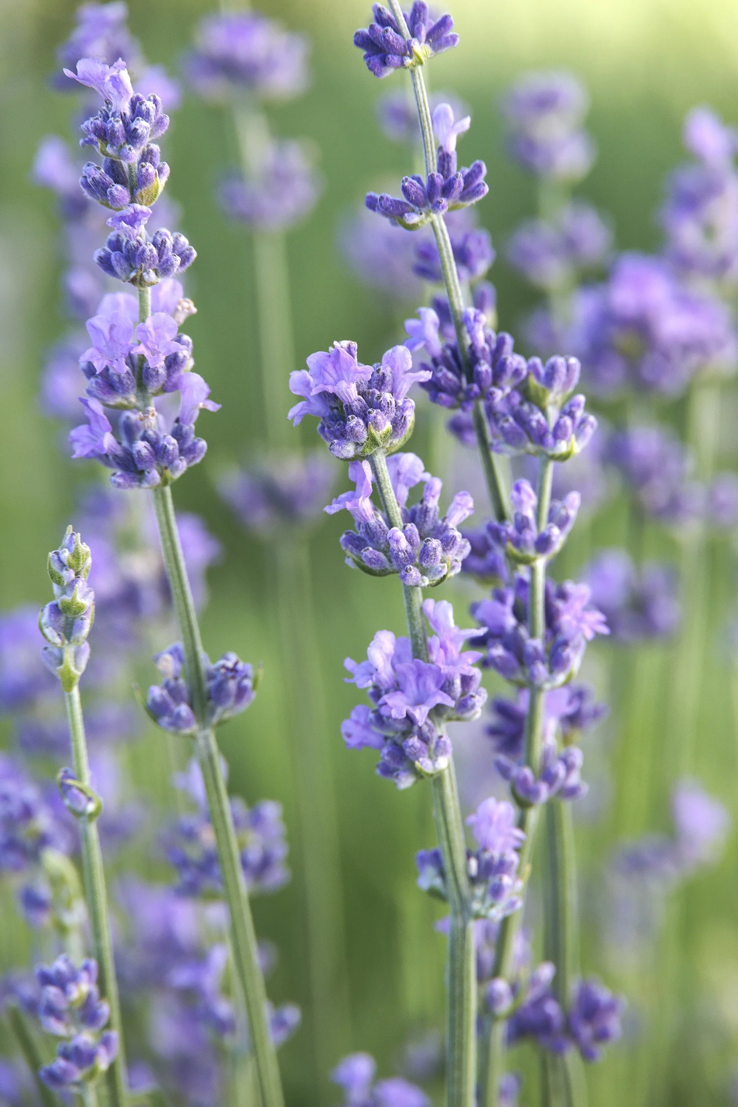 ©Monrovia, by Doreen Wynja