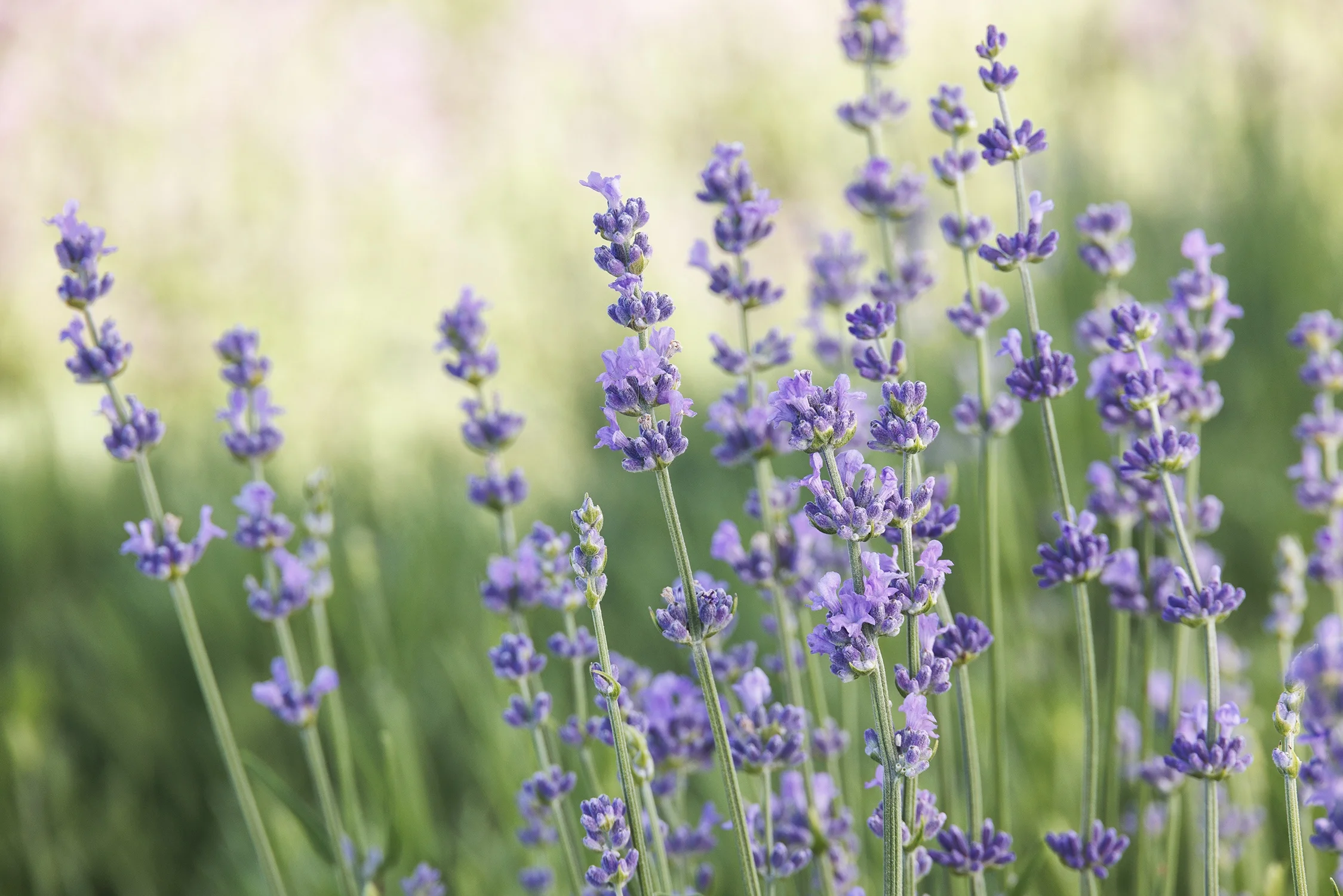 ©Monrovia, by Doreen Wynja