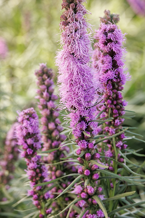 Kobold Gayfeather, Liatris spicata 'Kobold', Monrovia Plant