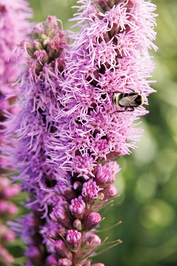 Kobold Gayfeather, Liatris spicata 'Kobold', Monrovia Plant