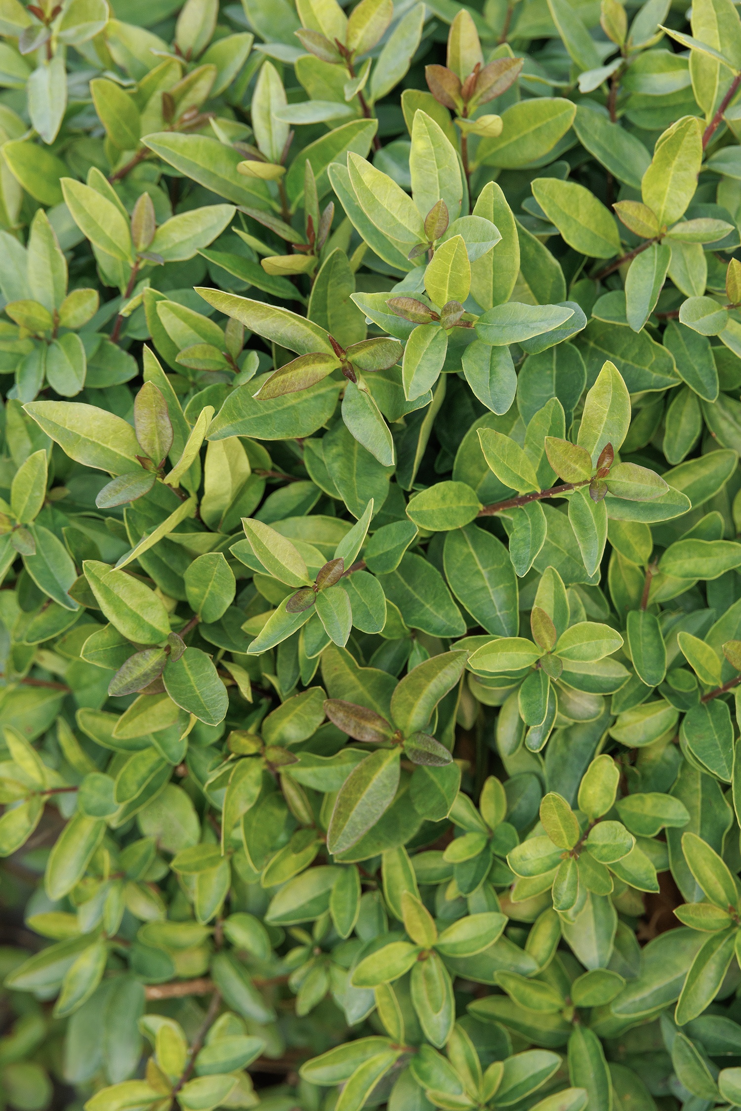 Lodense Privet, Ligustrum vulgare 'Lodense', Monrovia Plant