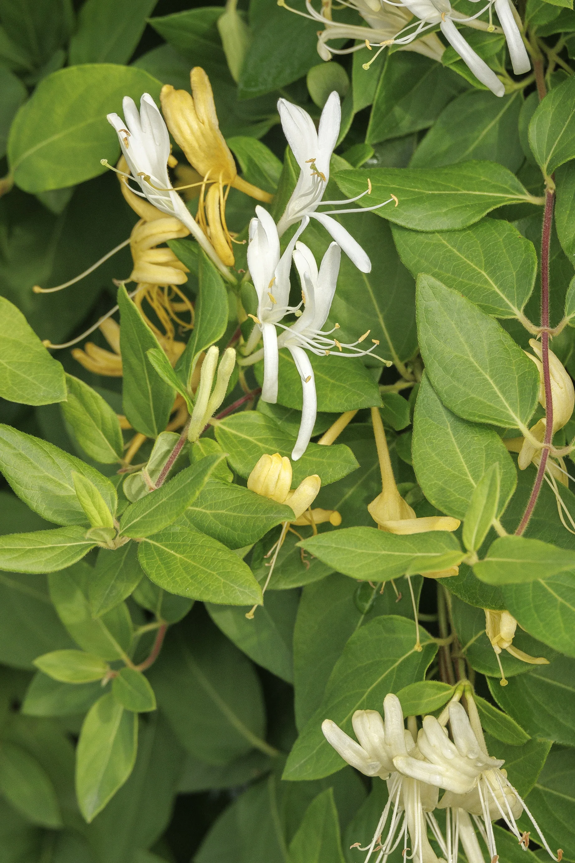 © Monrovia by Doreen Wynja