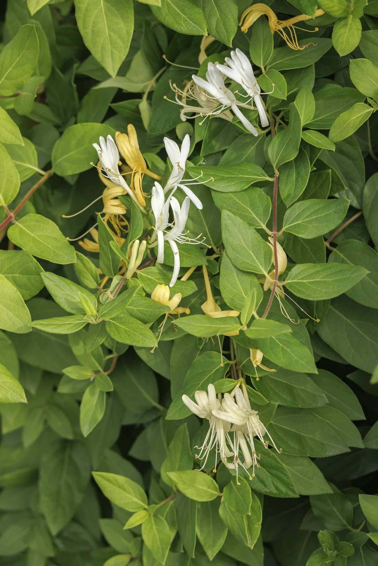 © Monrovia by Doreen Wynja