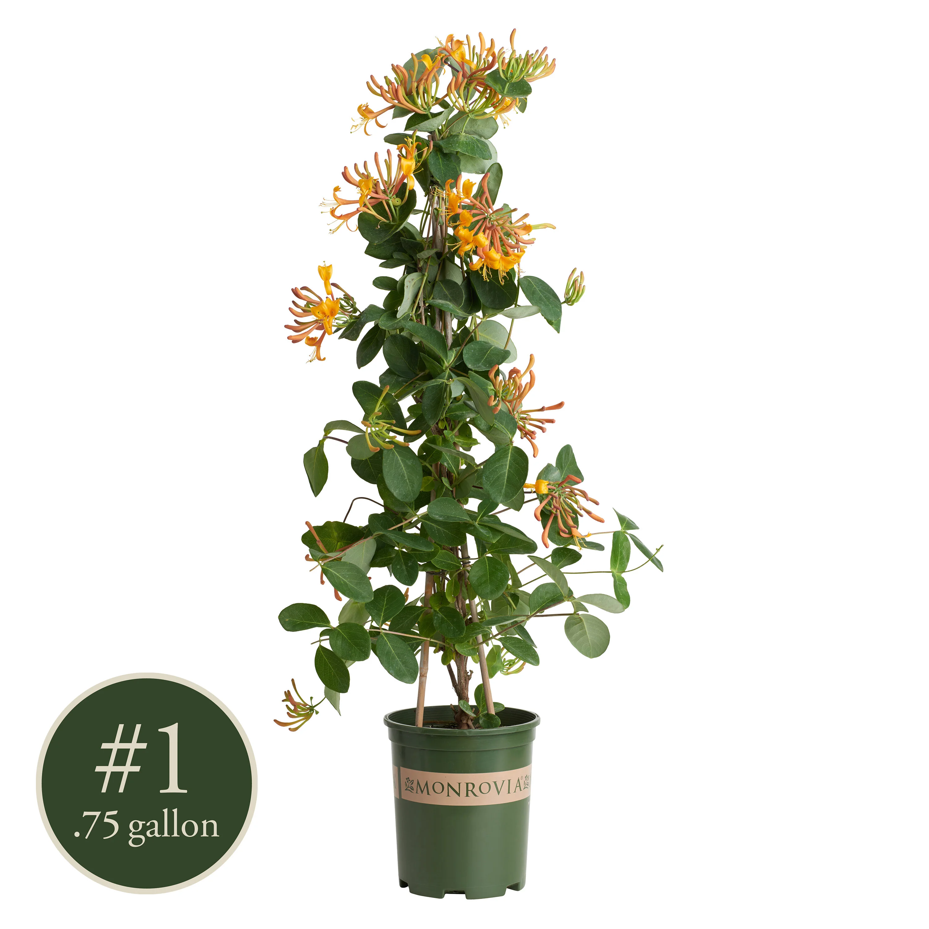 Mandarin Honeysuckle, Lonicera x 'Mandarin', Monrovia Plant
