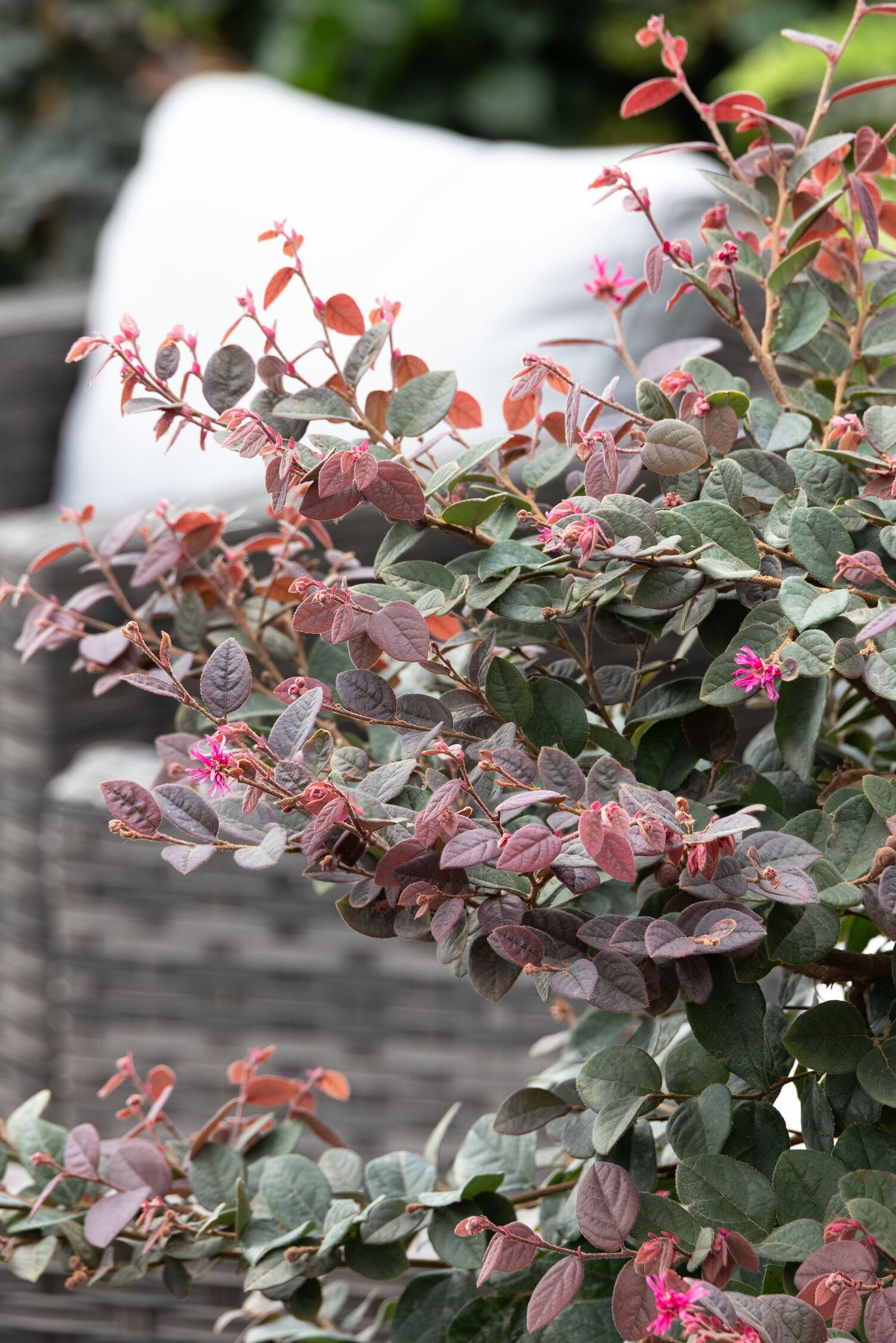 Sizzling Pink Fringe Flower, Loropetalum chinense 'Sizzling Pink'