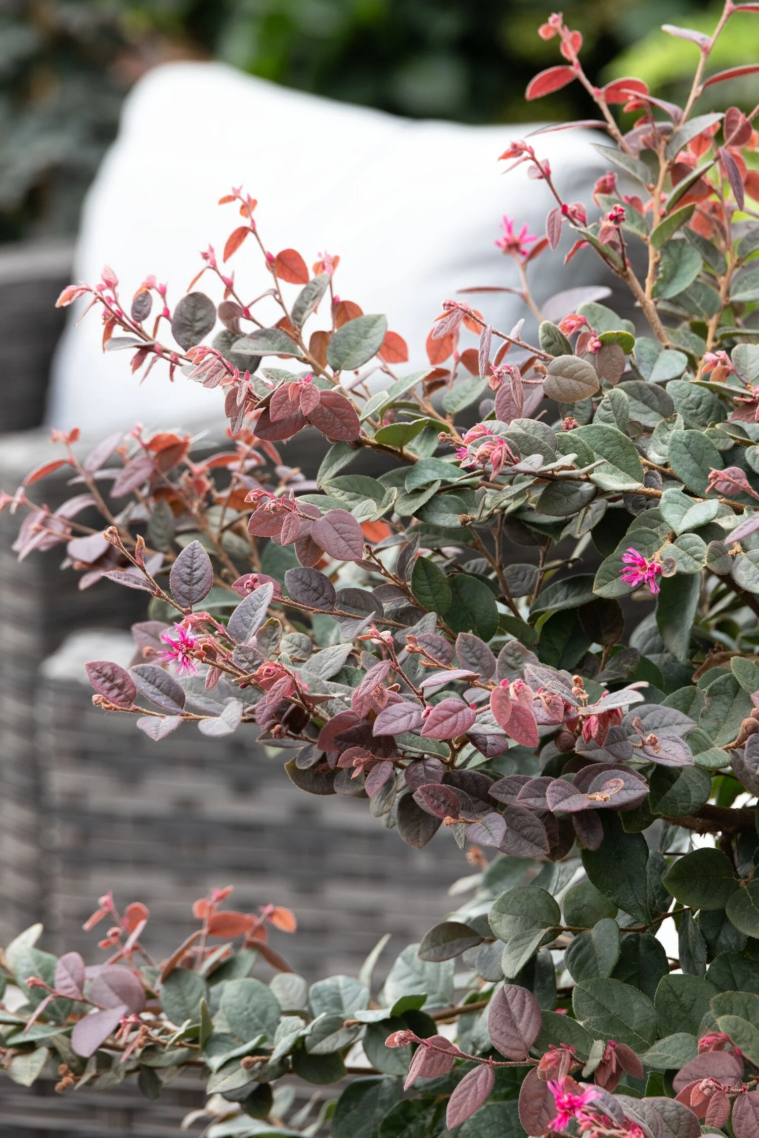 © Monrovia by Doreen Wynja 